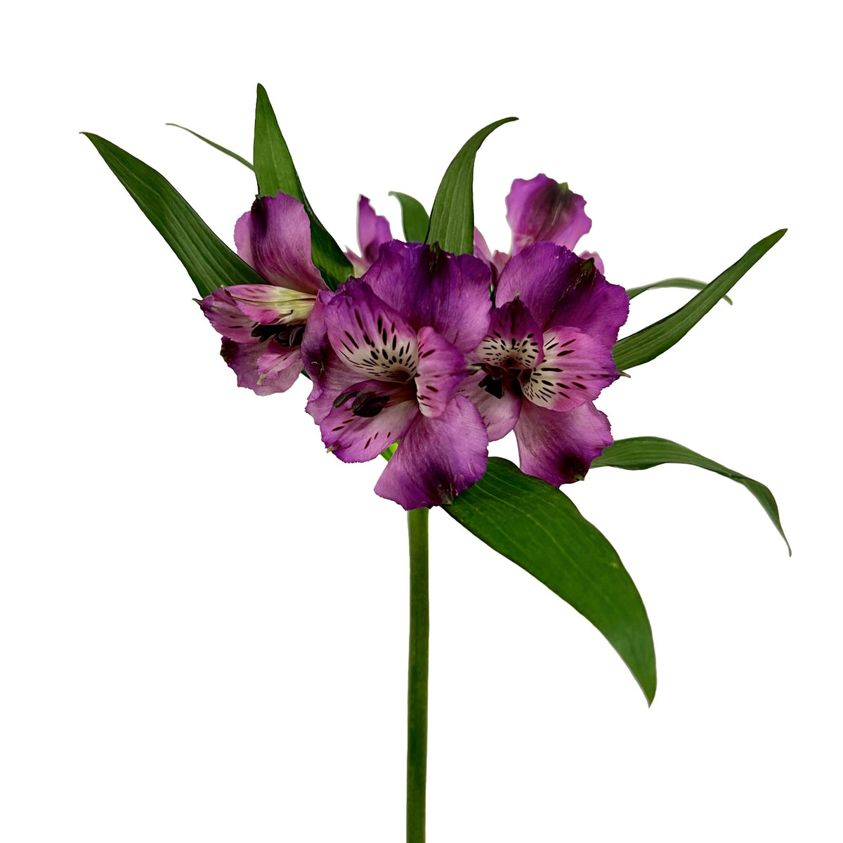 Alstroemeria Morado 10 Varas.