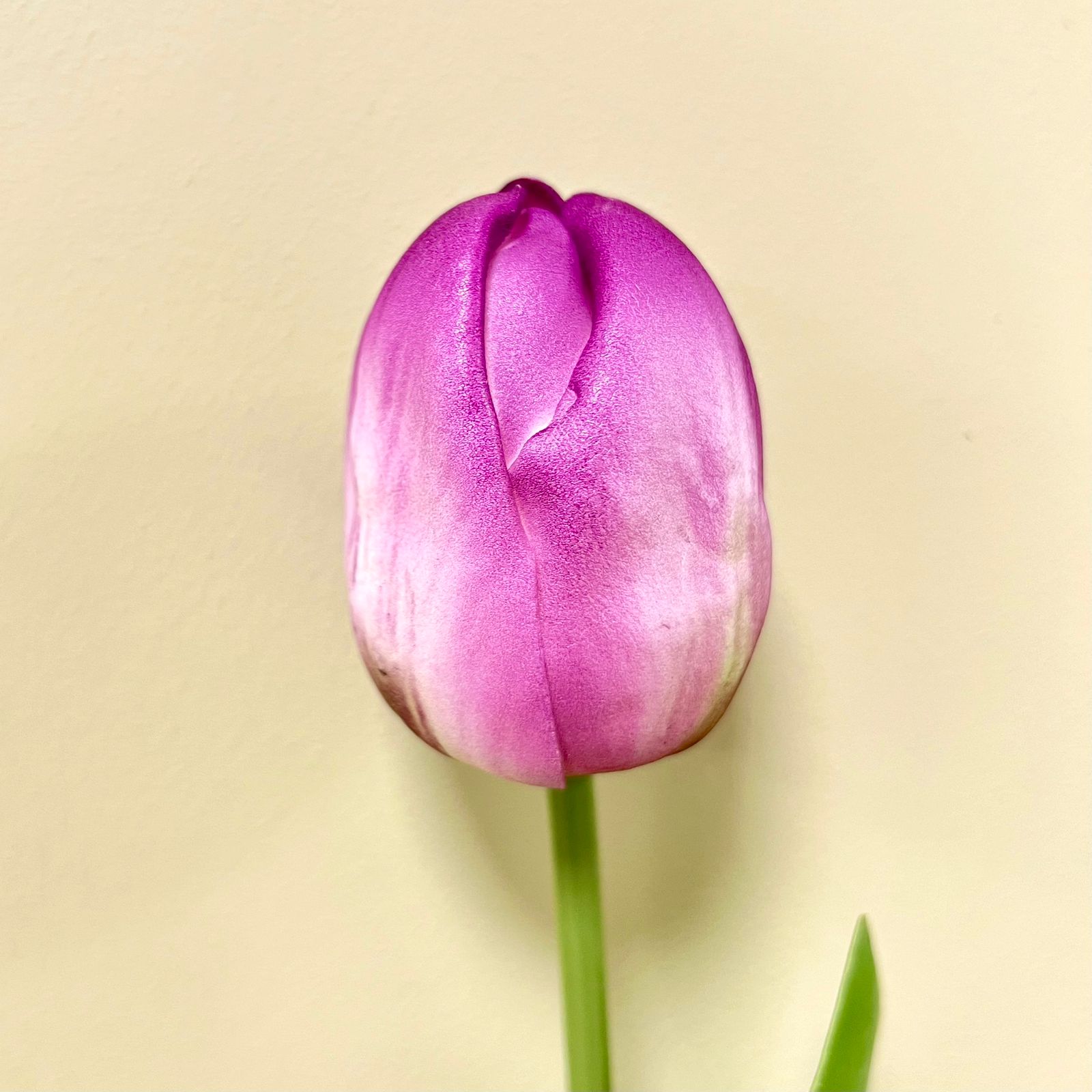 Tulipán Morado Artificial 1 Vara