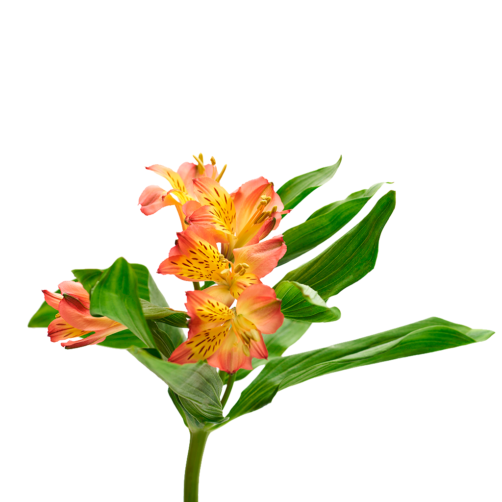 Alstroemeria Naranjo 10 Varas.