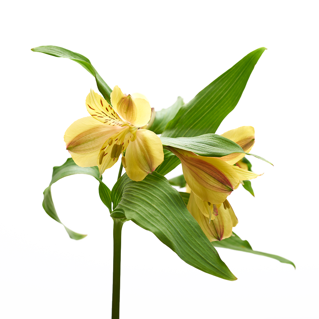 Alstroemeria Amarillo 10 Varas.
