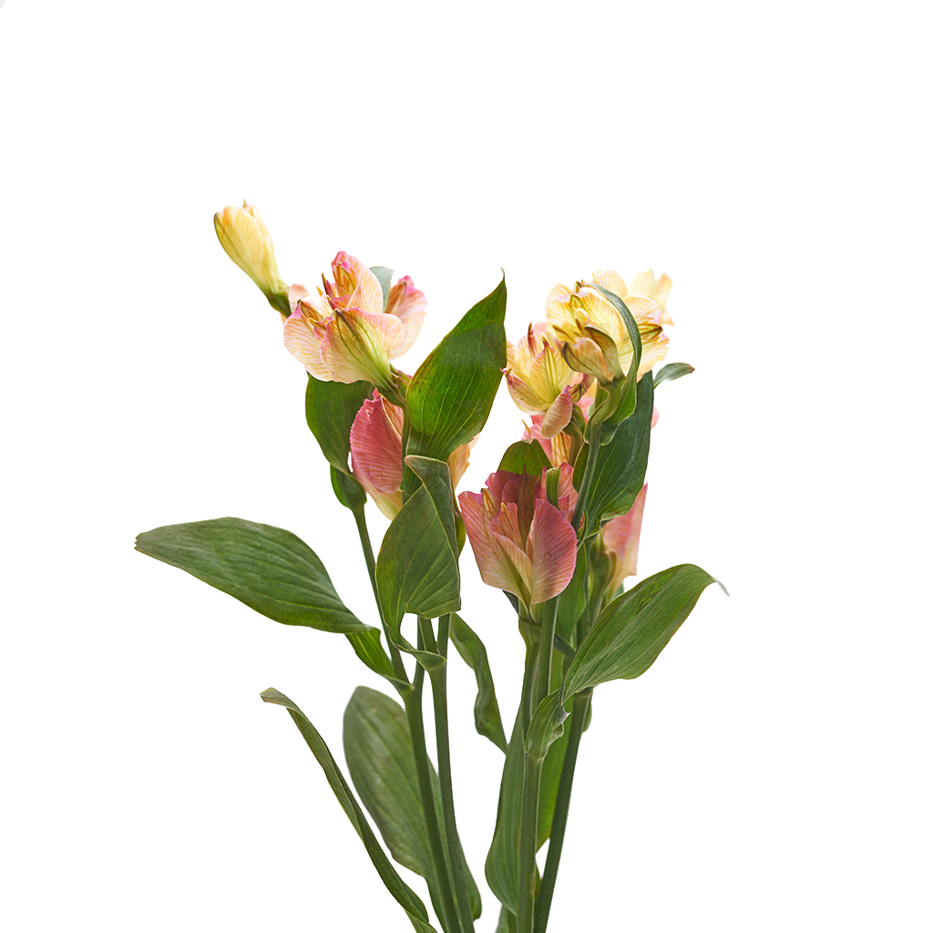 CLAVEL AMARILLO 10 VARAS