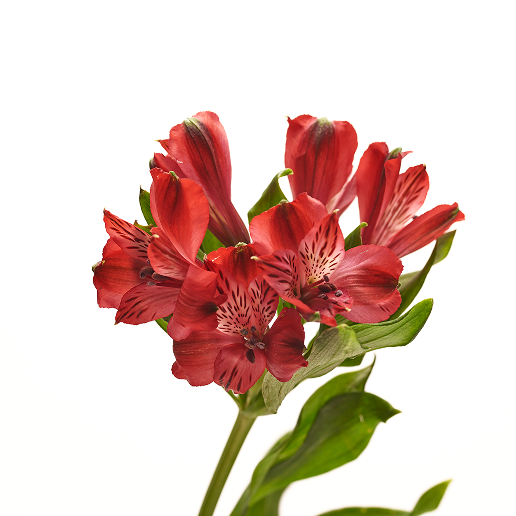 Alstroemeria Rojo 10 Varas.