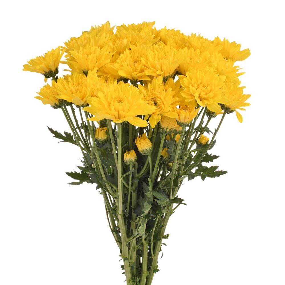 Pompón Amarillo 10 Varas.