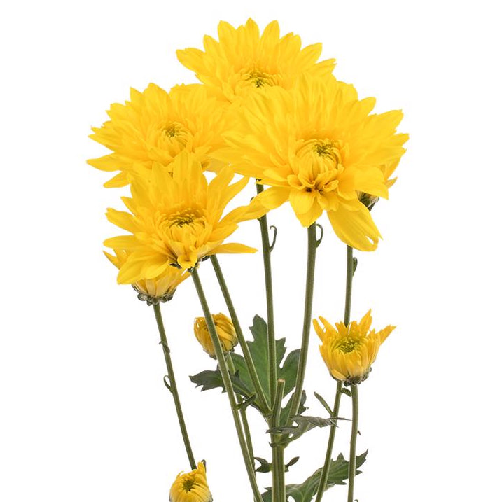 Pompón Amarillo 10 Varas.