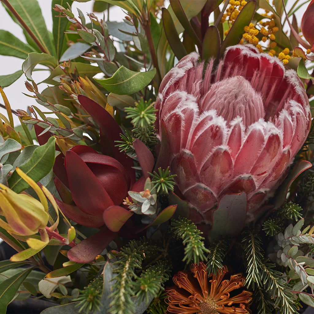 Mix Leucadendron