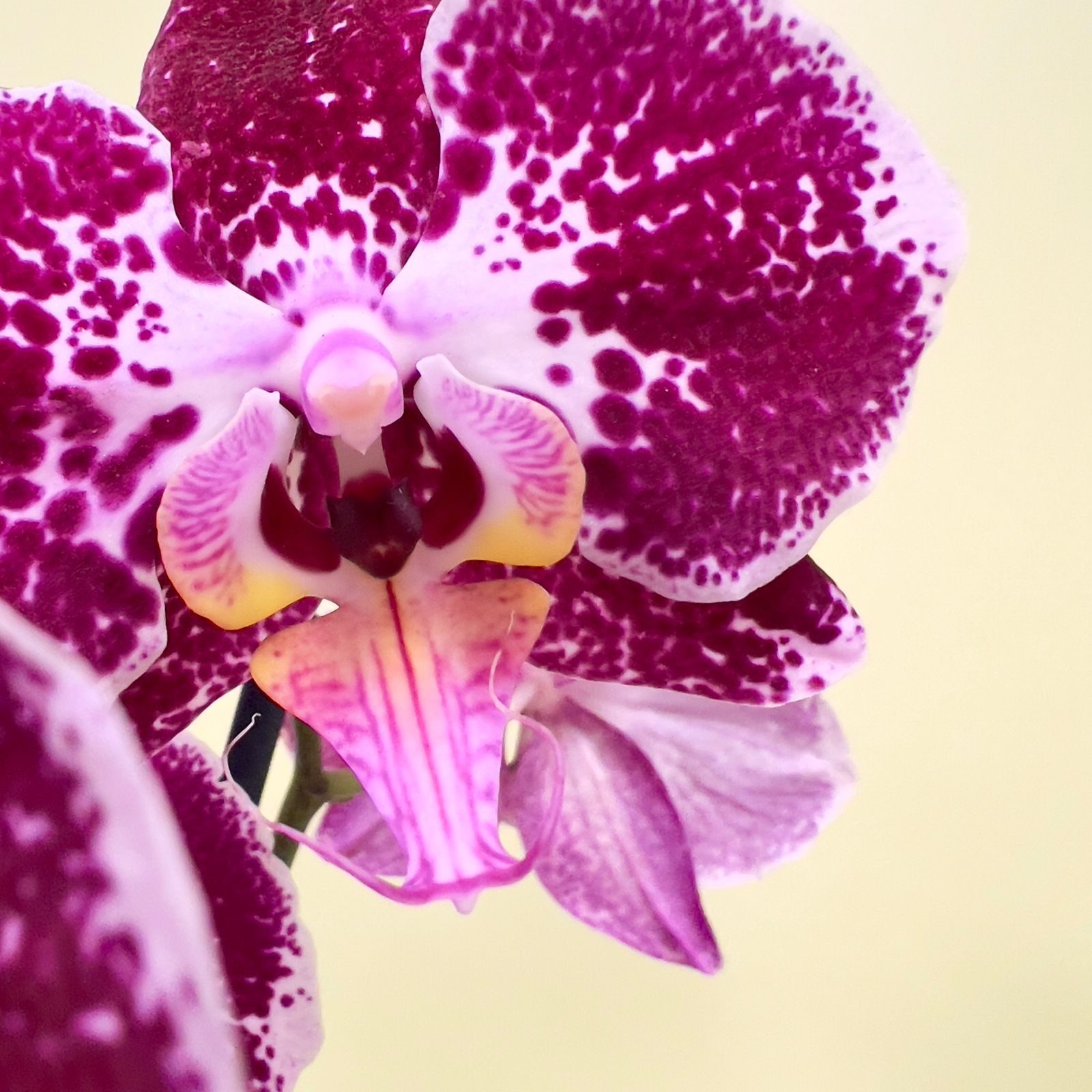ORQUIDEA MORADA MATIZADA