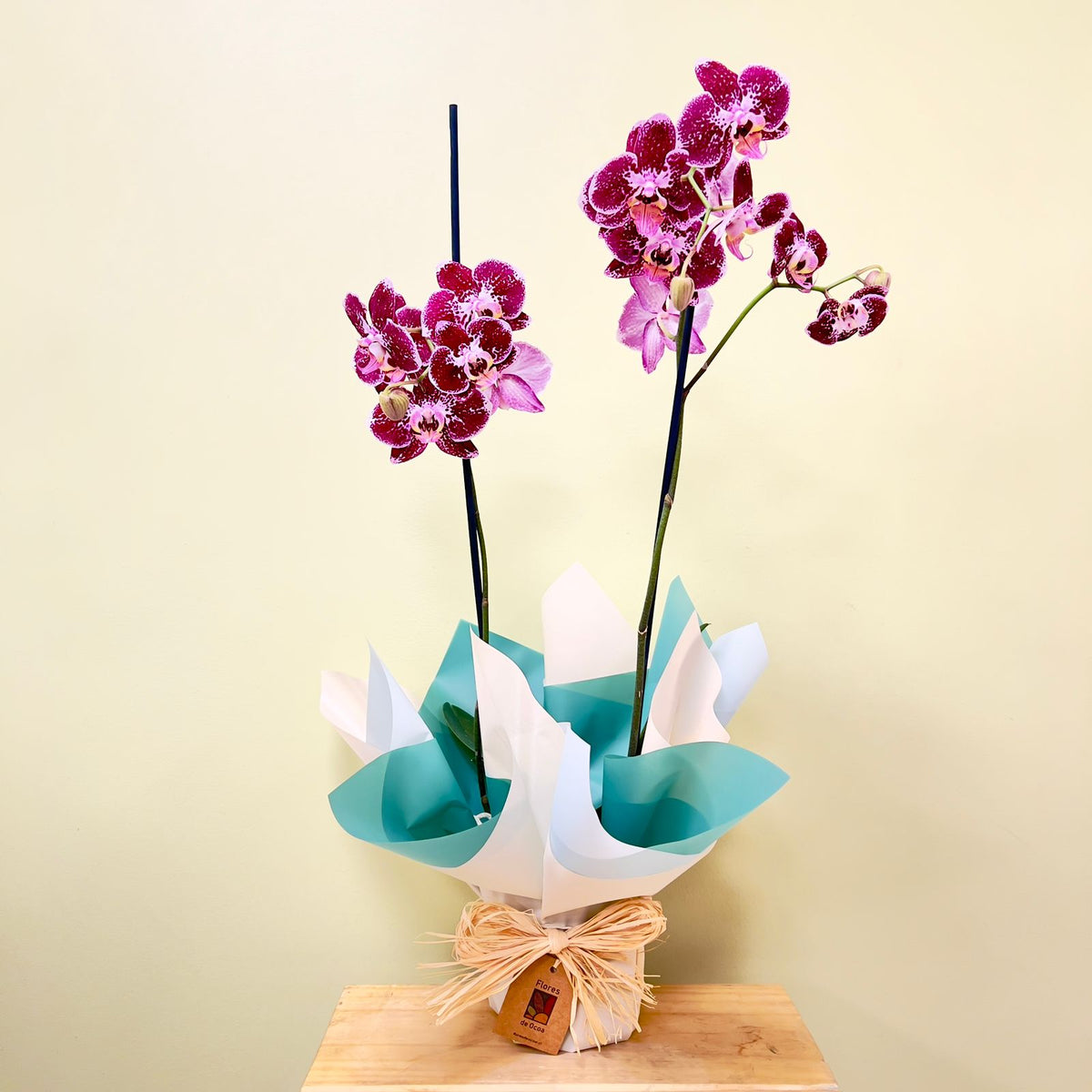 ORQUIDEA MATIZADA ESTANDAR