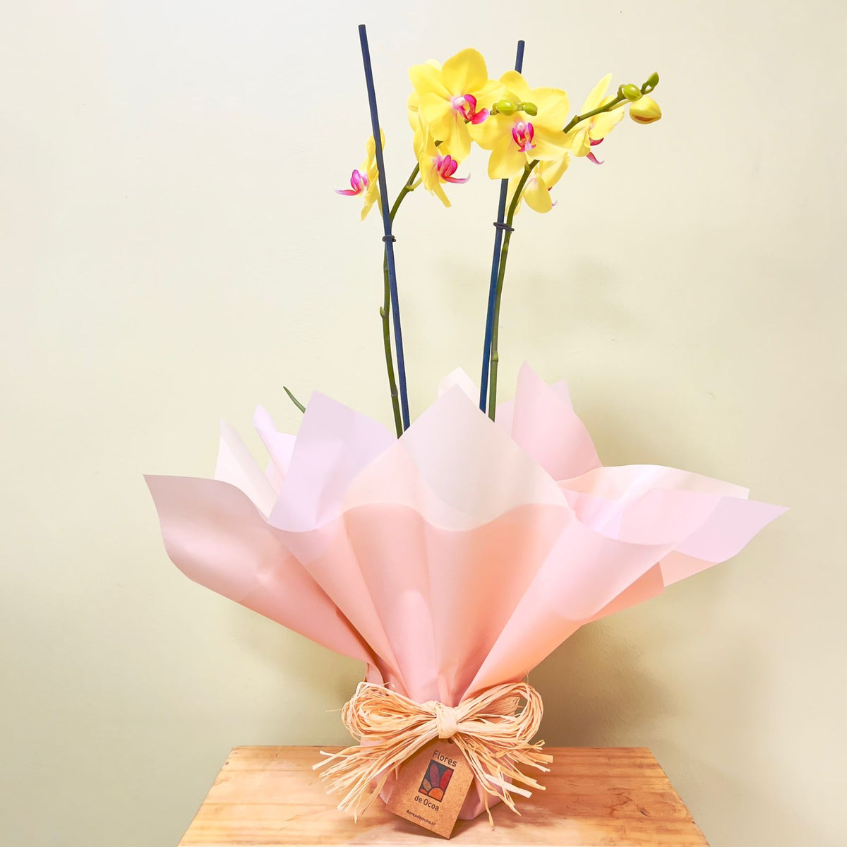 ORQUIDEA AMARILLA ESTANDAR