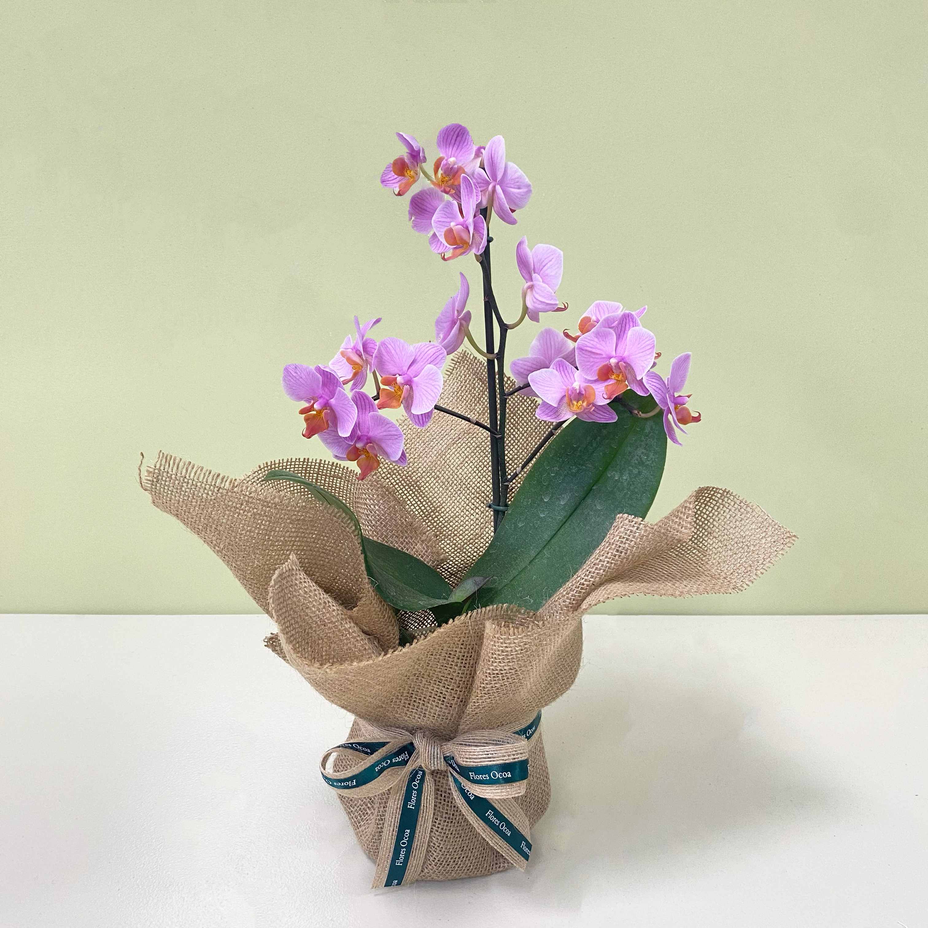 Orquidea Multifloral | M25