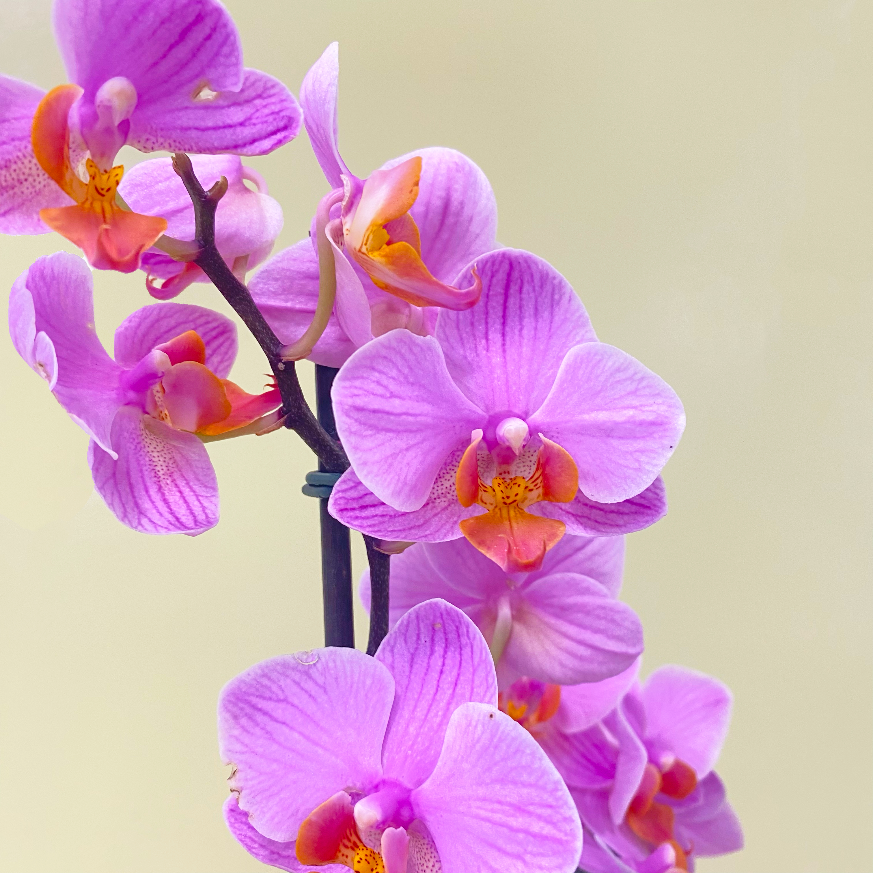 Orquidea Multifloral | M25