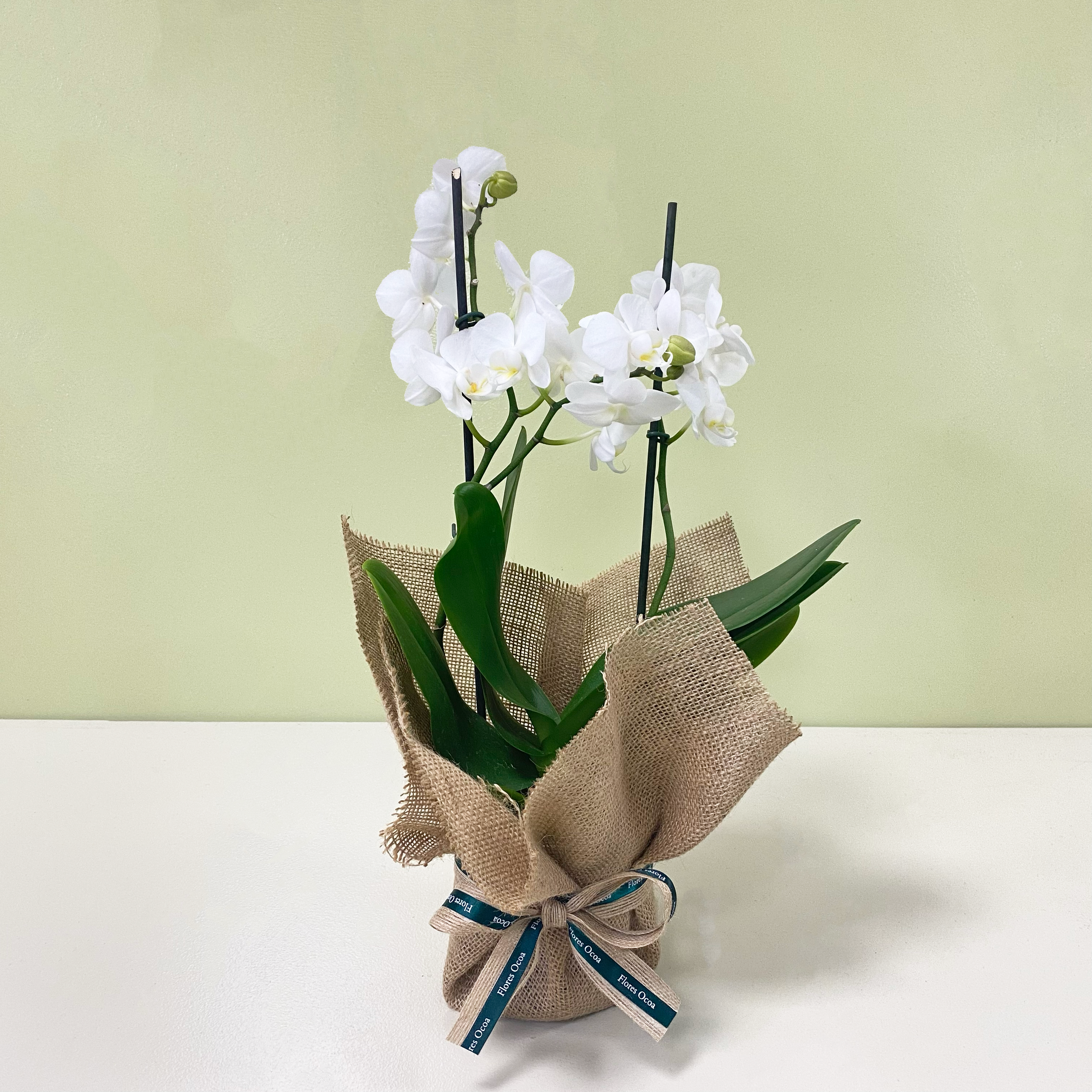 Orquidea Multifloral | M25