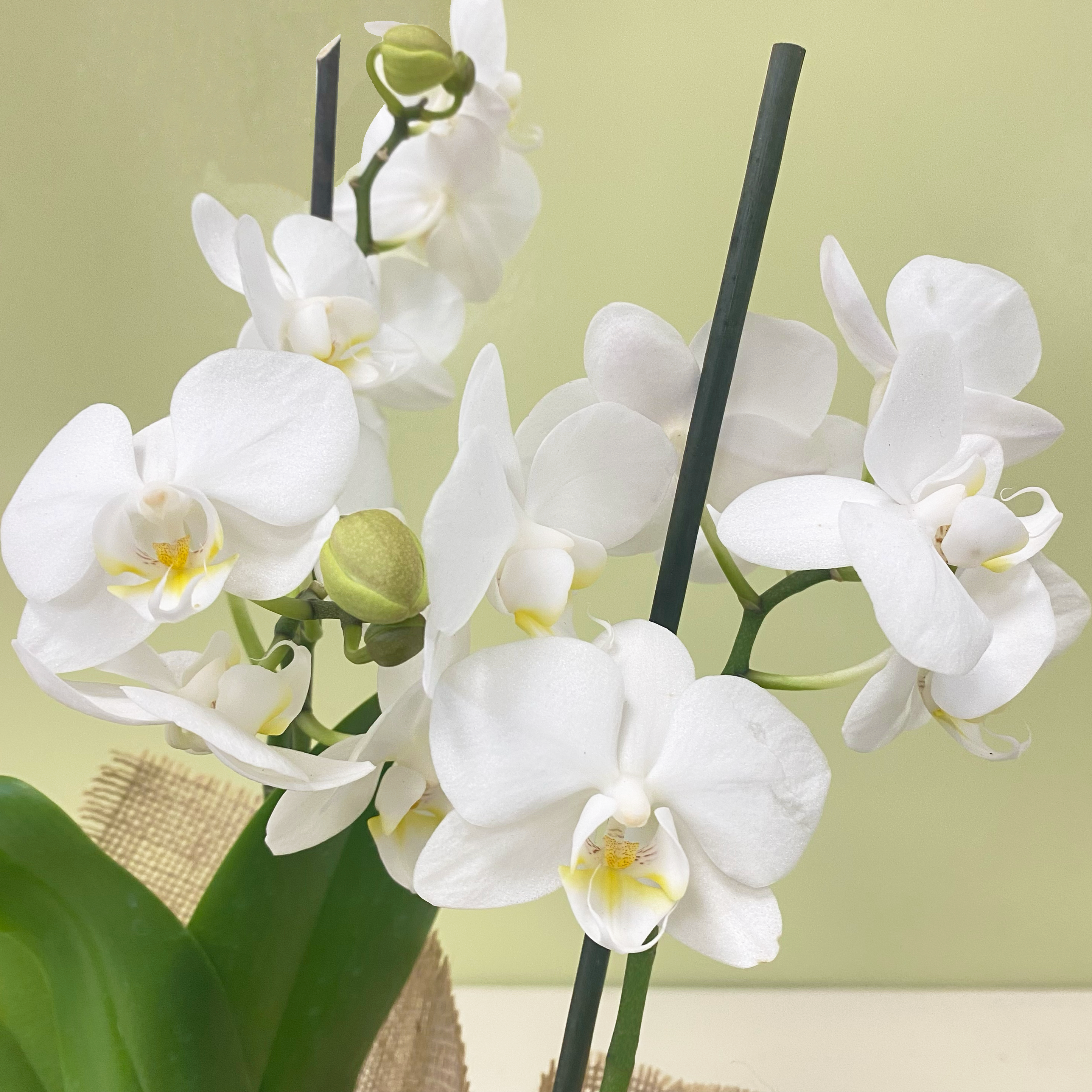 Orquidea Multifloral | M25