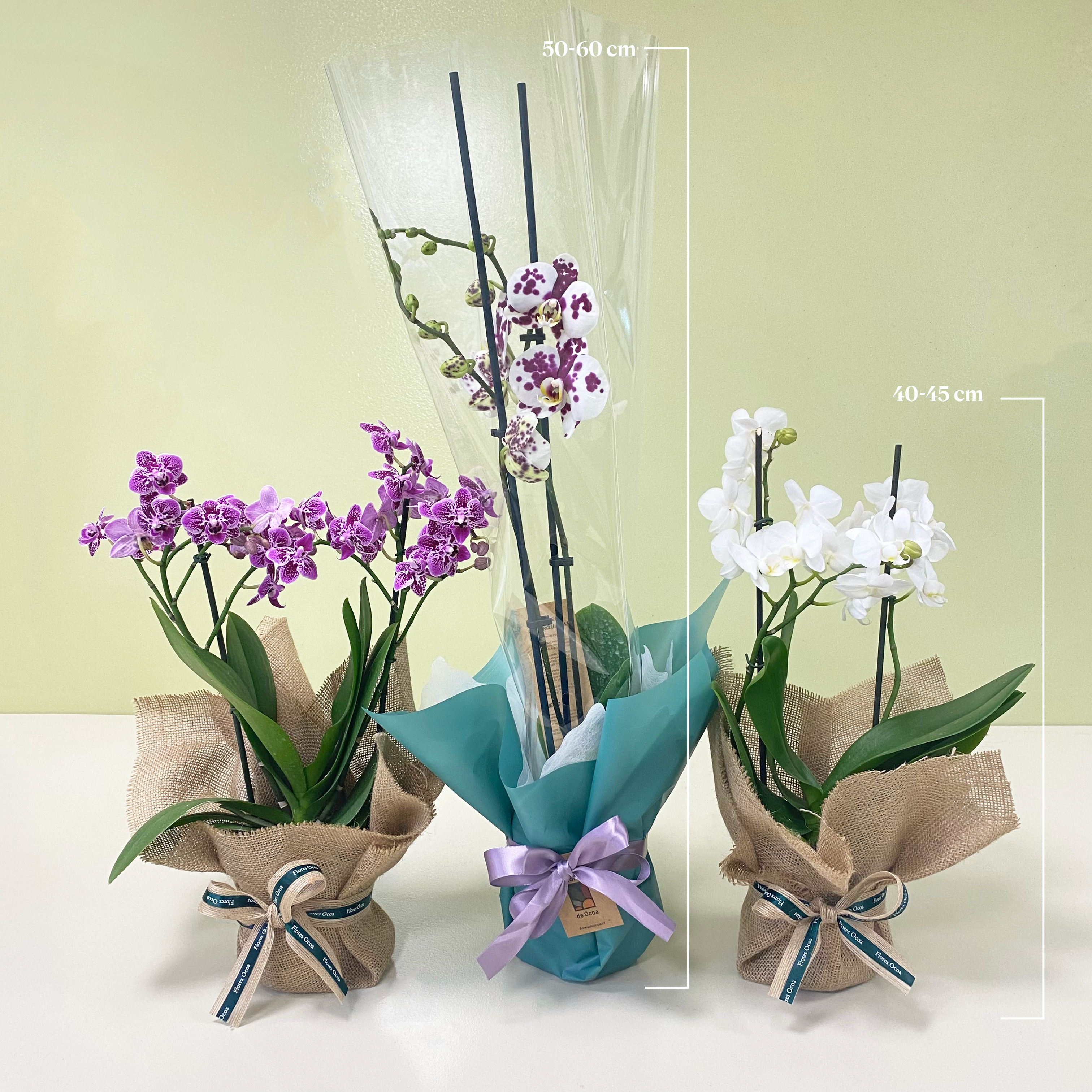 Orquidea Multifloral | M25