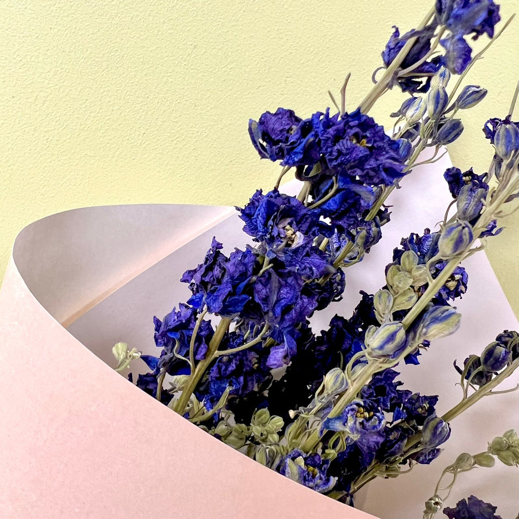 Delphinium Azul