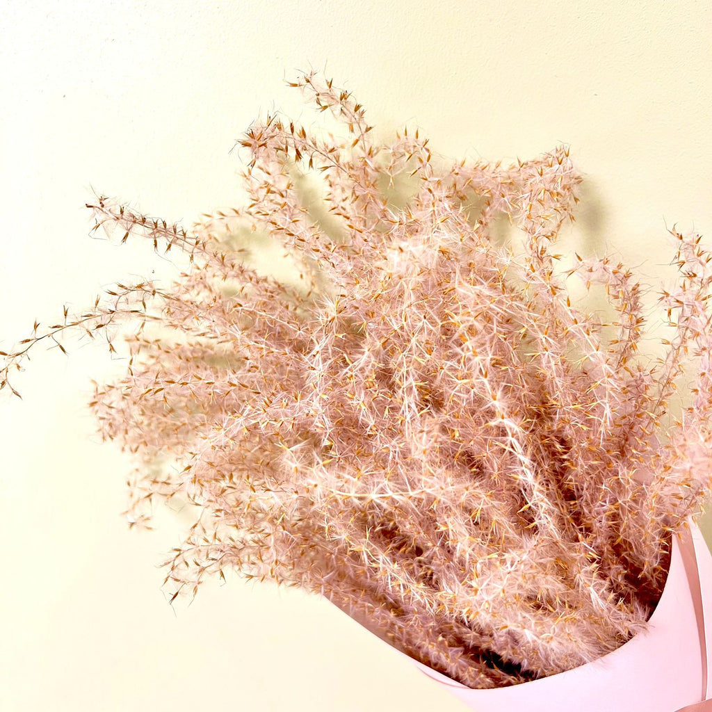 Miscanthus