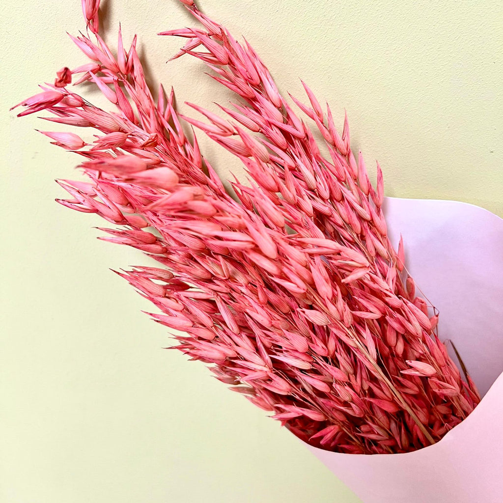 Avena Rosada