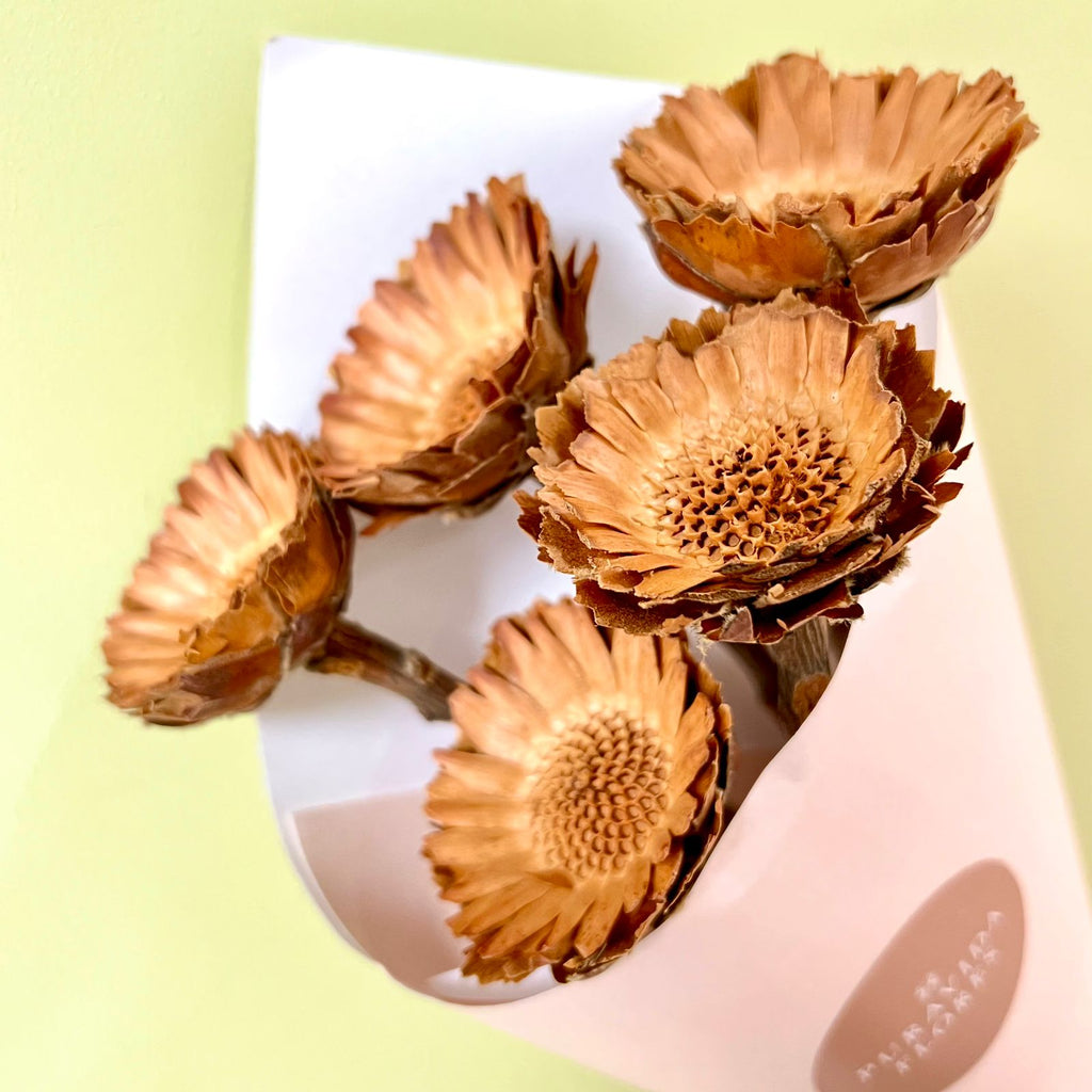 Protea Compacta