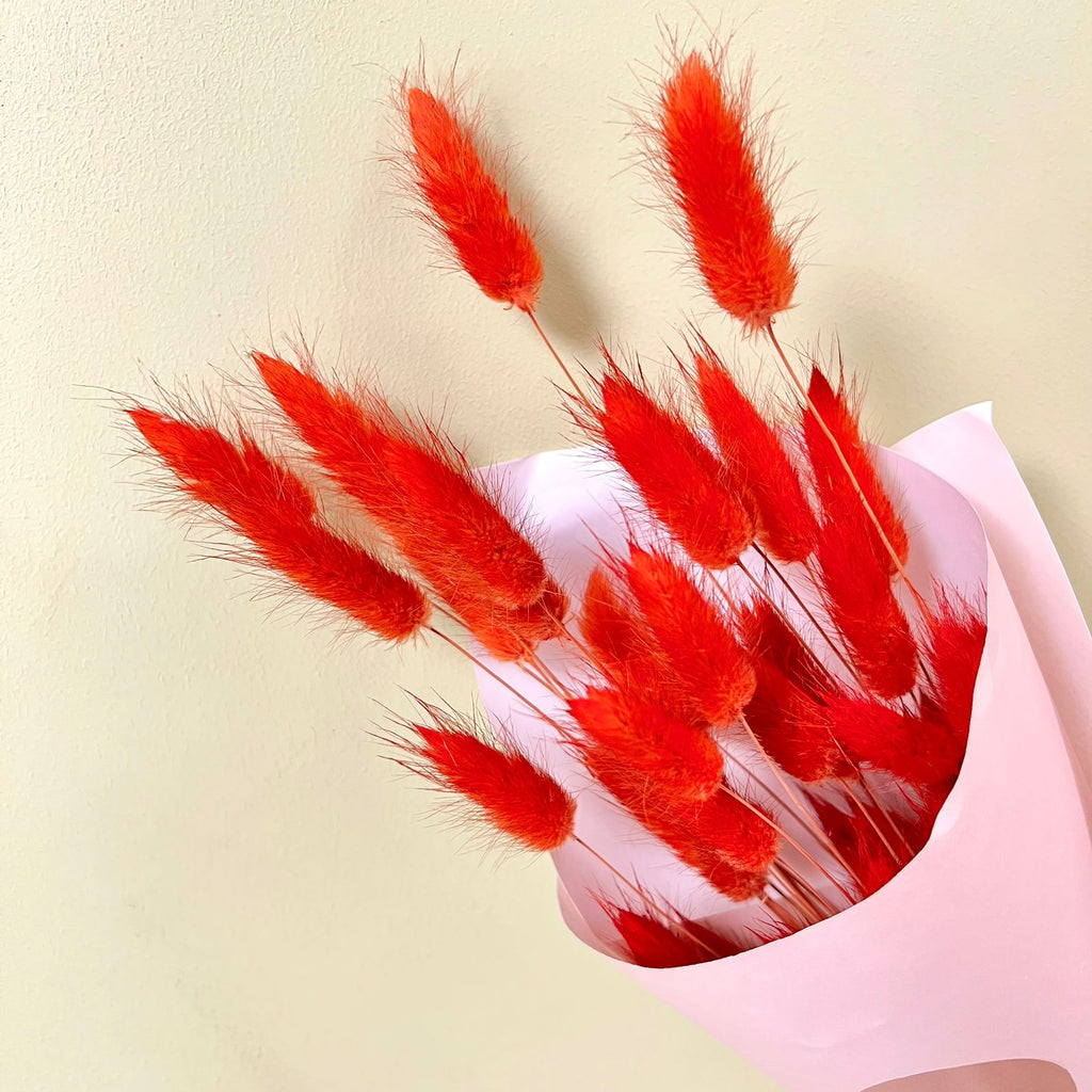 Bunny Tail Naranjo | Flores de ocoa
