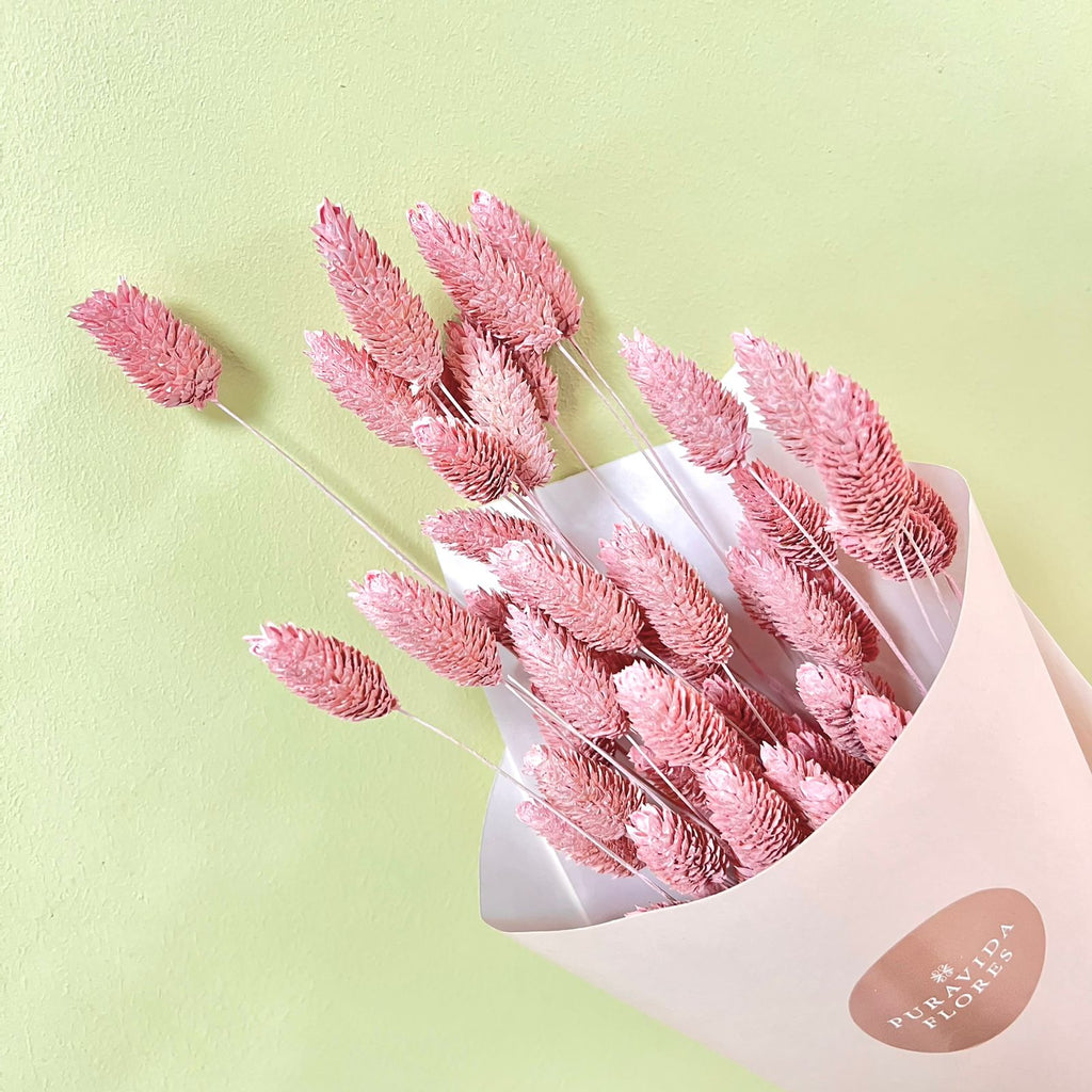 Phalaris Rosado Pastel