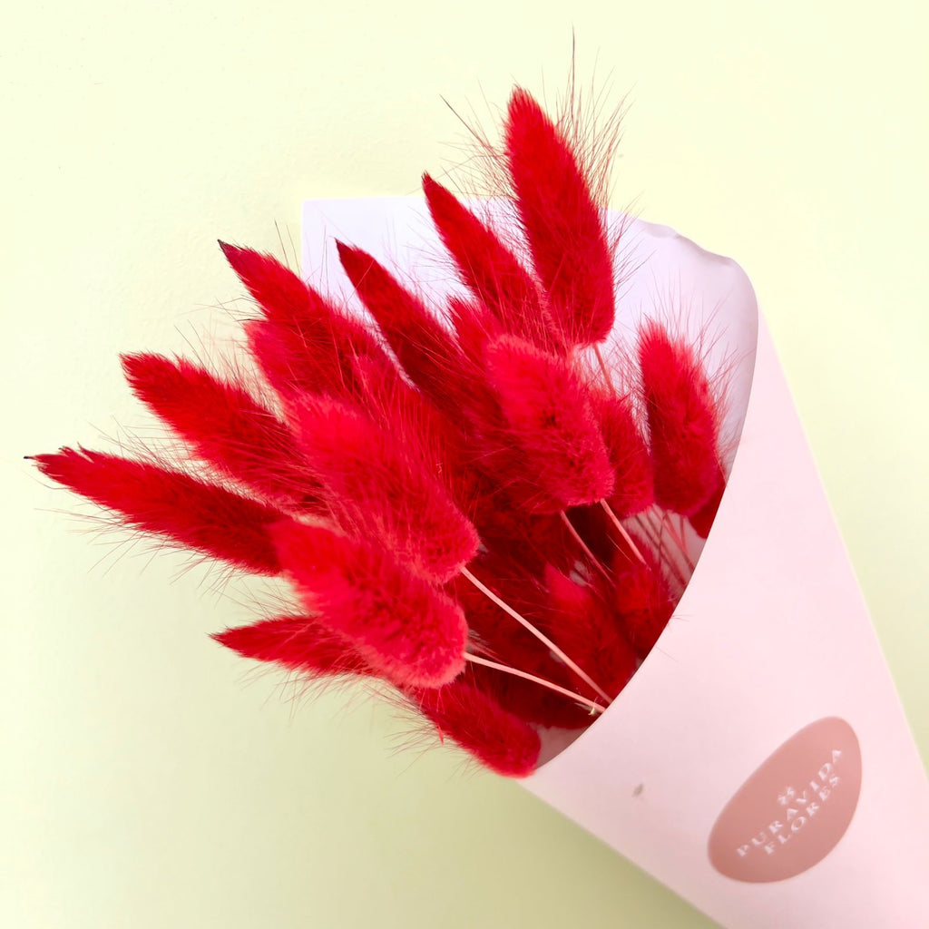 Bunny Tail Rojo | Flores de ocoa
