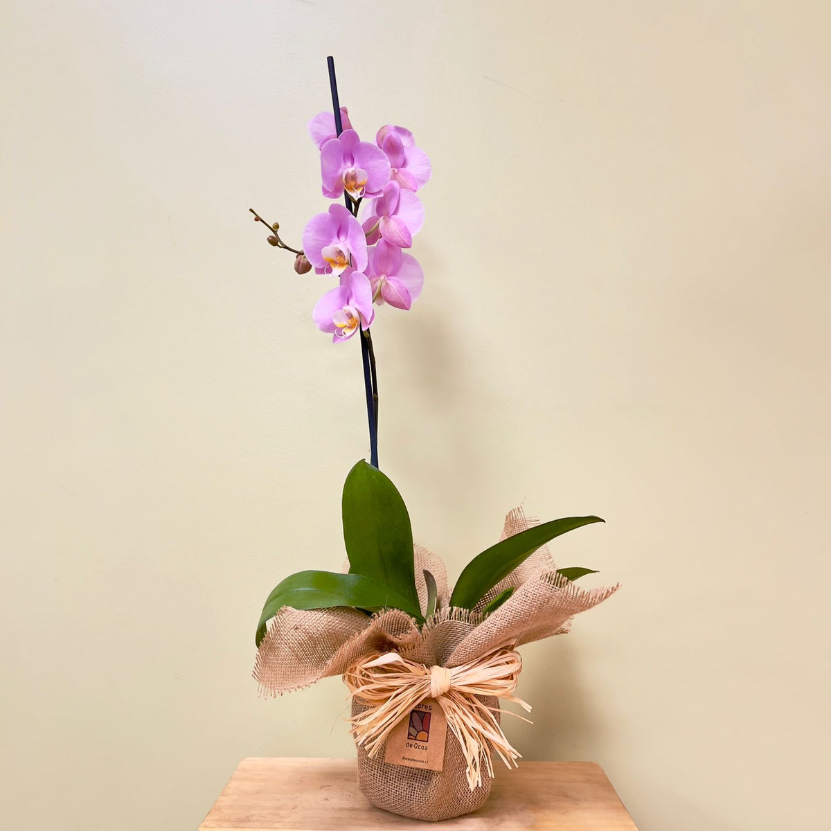ORQUIDEA ROSADA estandar
