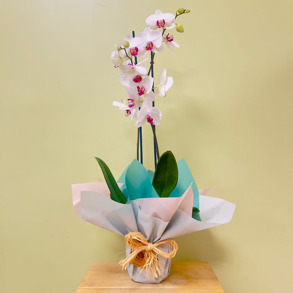 ORQUIDEA BLANCA ESTANDAR