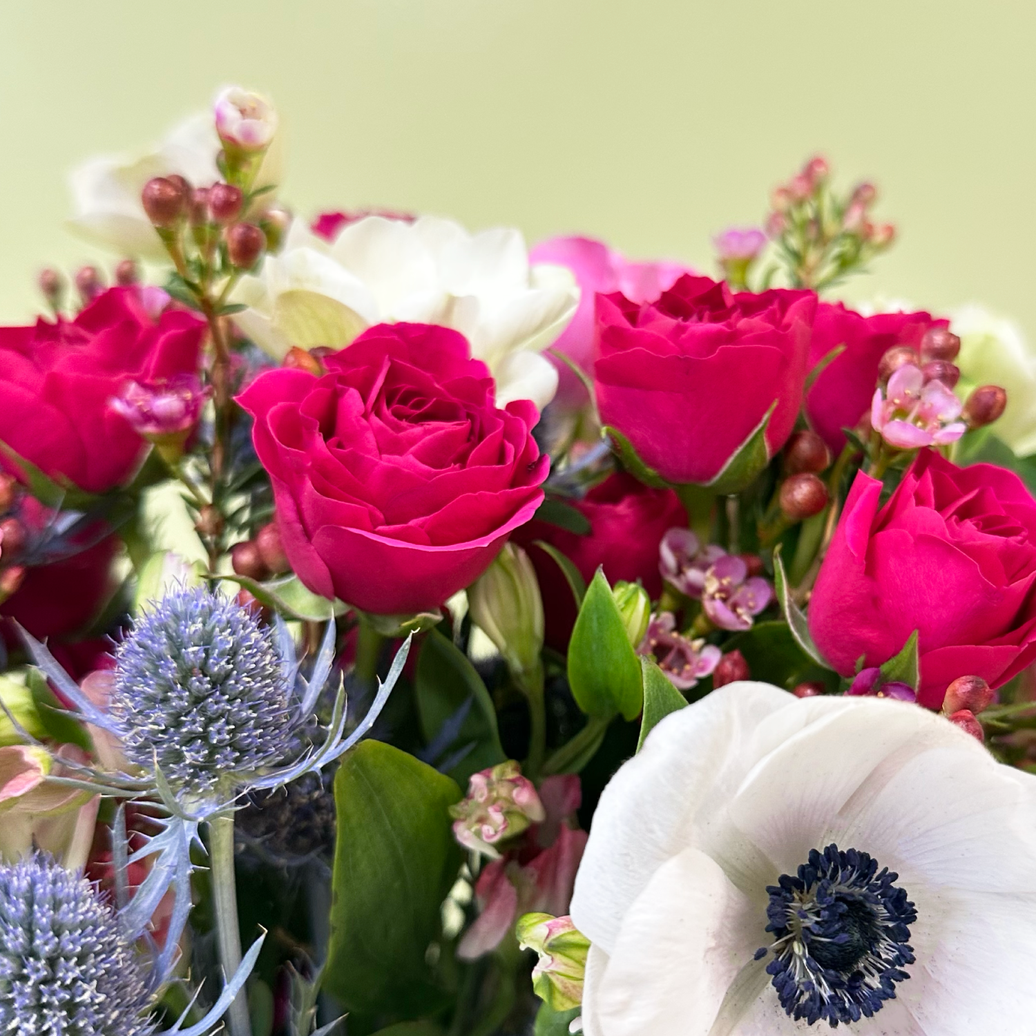 Anémonas Blancas & Pink