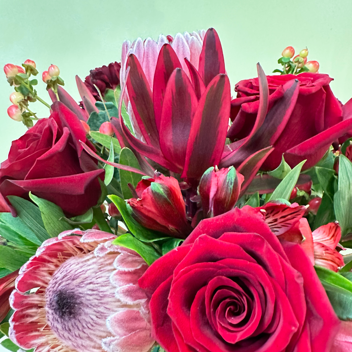 Proteas & Jester