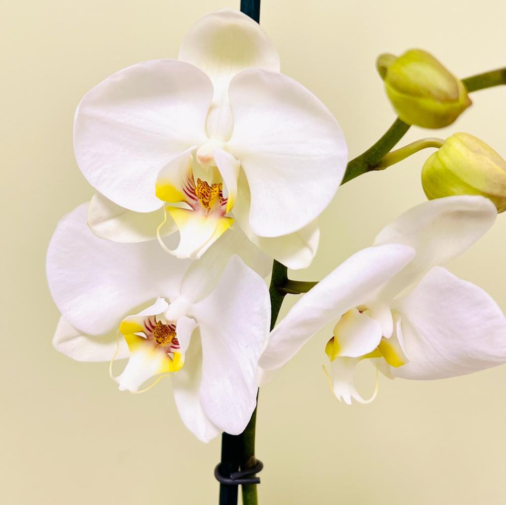 ORQUIDEA BLANCA ESTANDAR