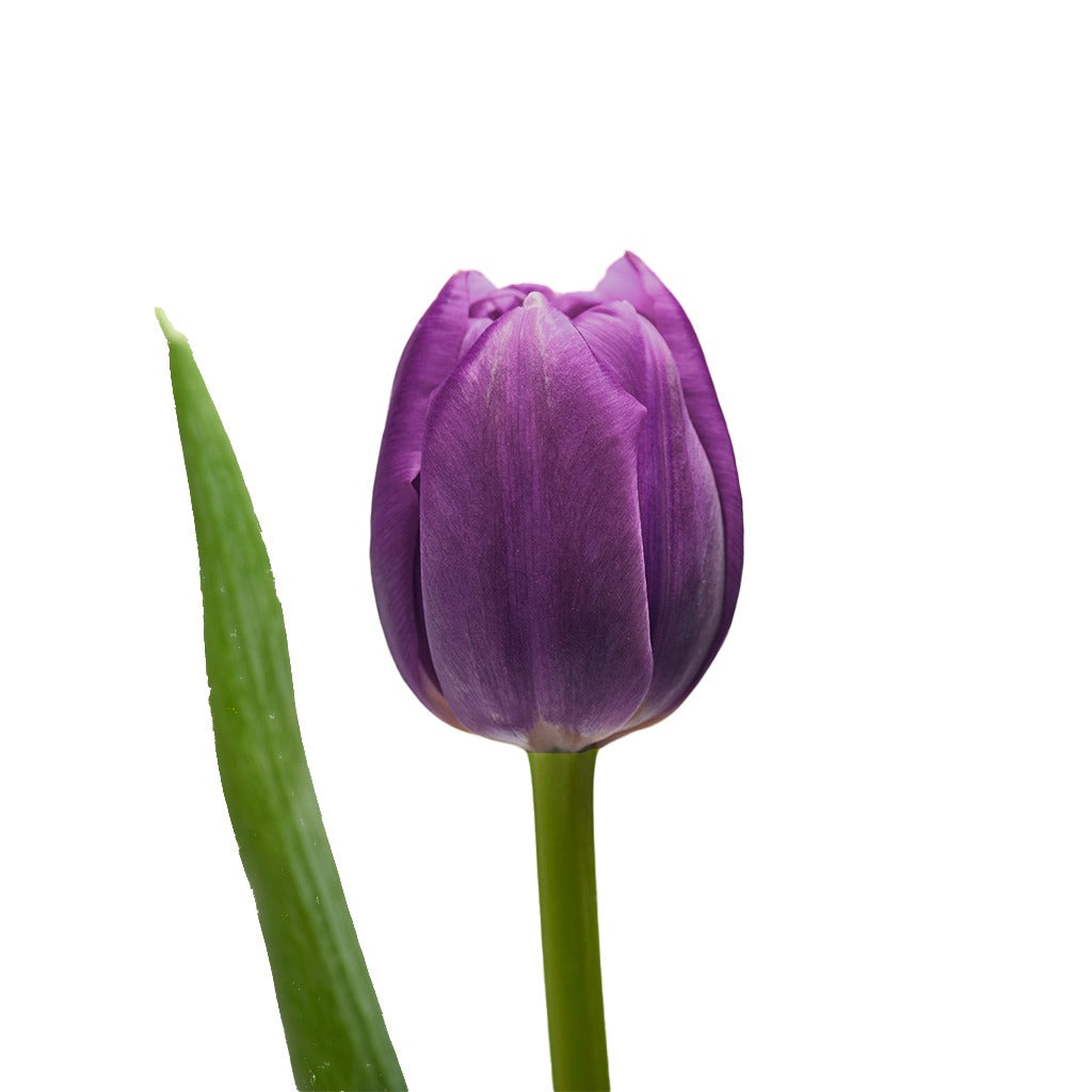 Tulipán Morado 10 Varas