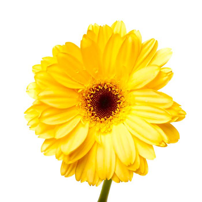 Gerbera Amarillo 10 Varas.
