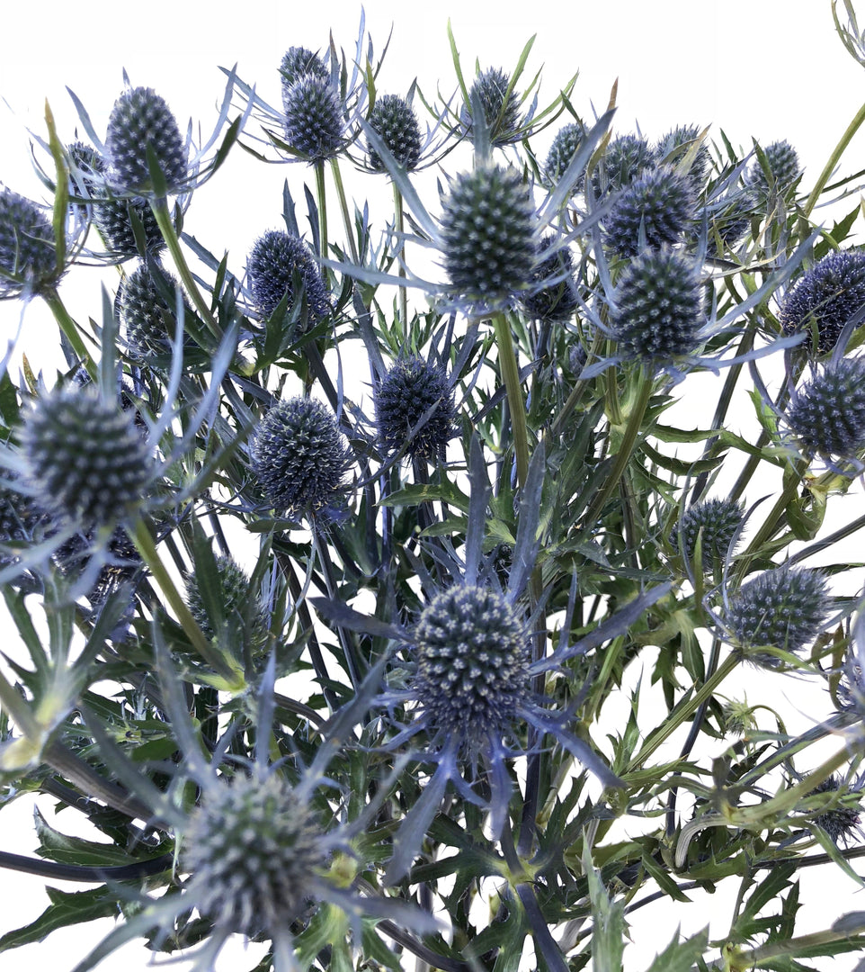 Eryngium