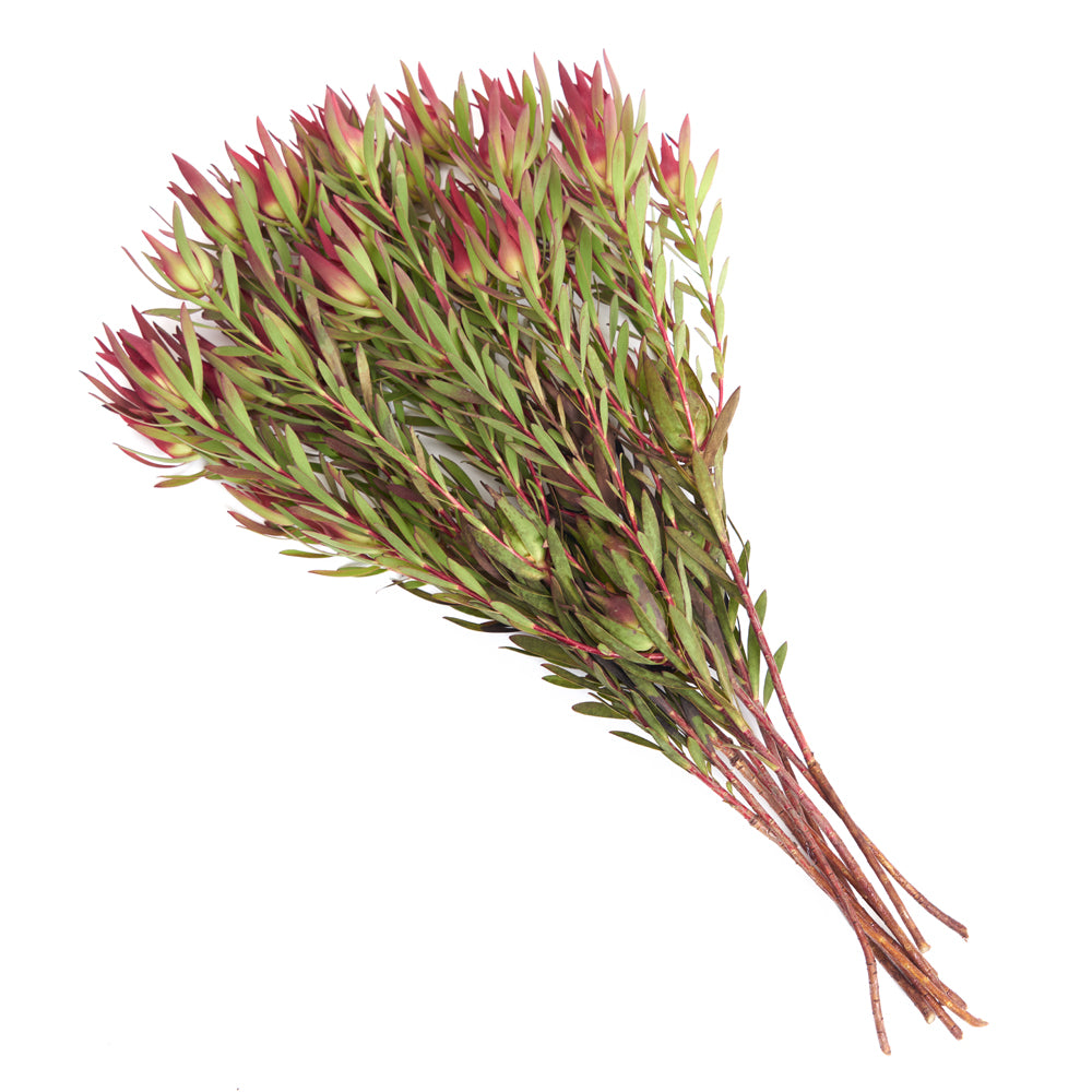Leucadendron Salignium.