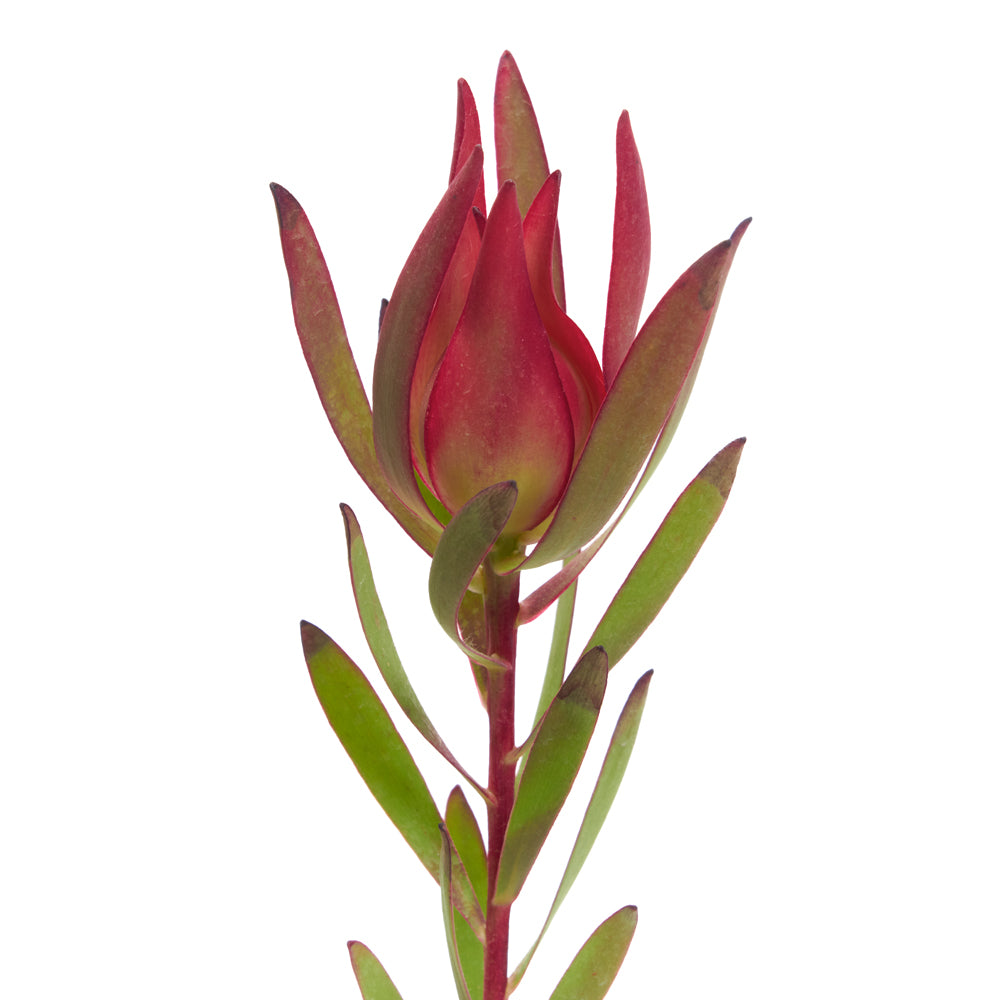 Leucadendron Salignium.