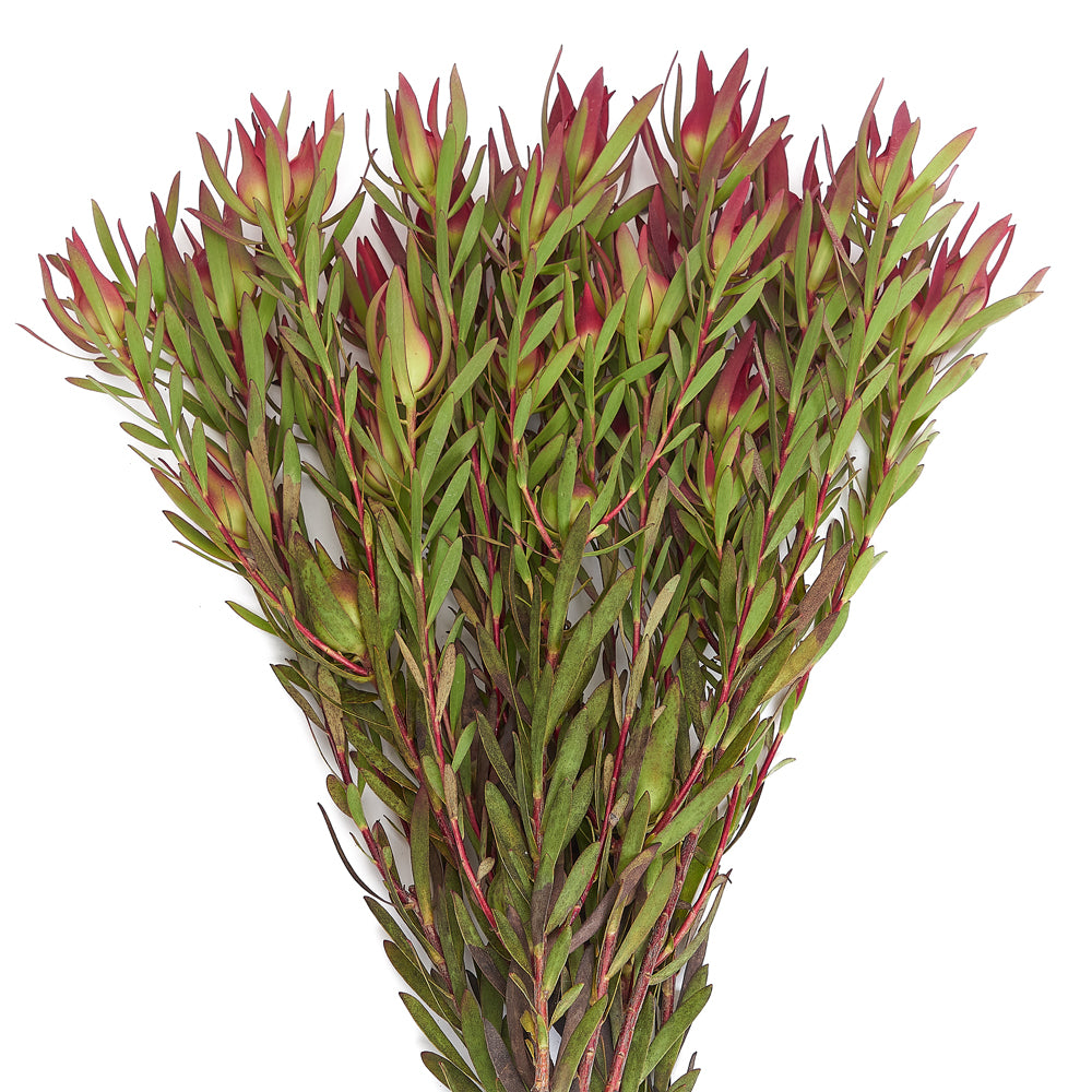 Leucadendron Salignium.