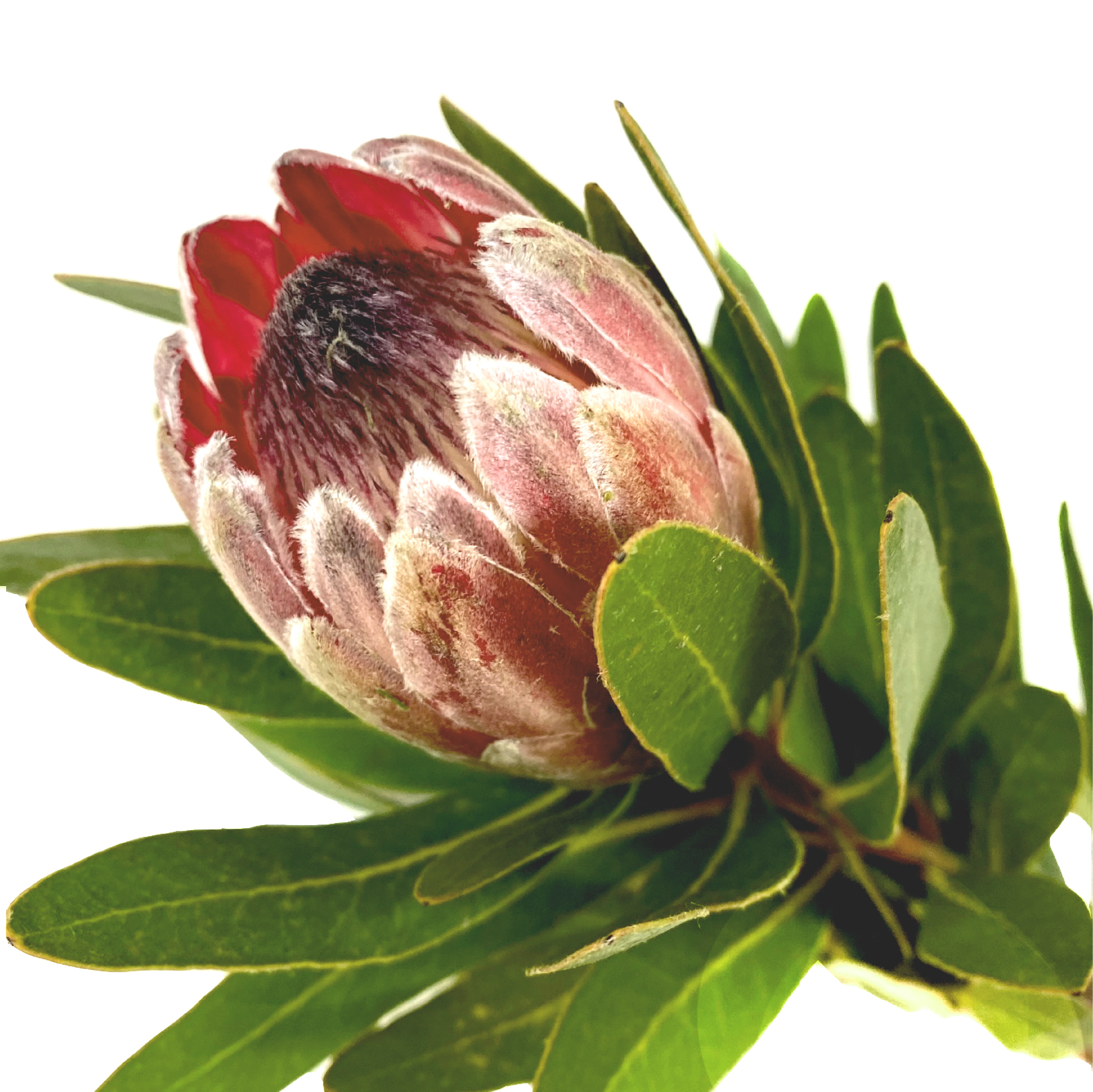 Protea Pink Ice 3 Unidades.
