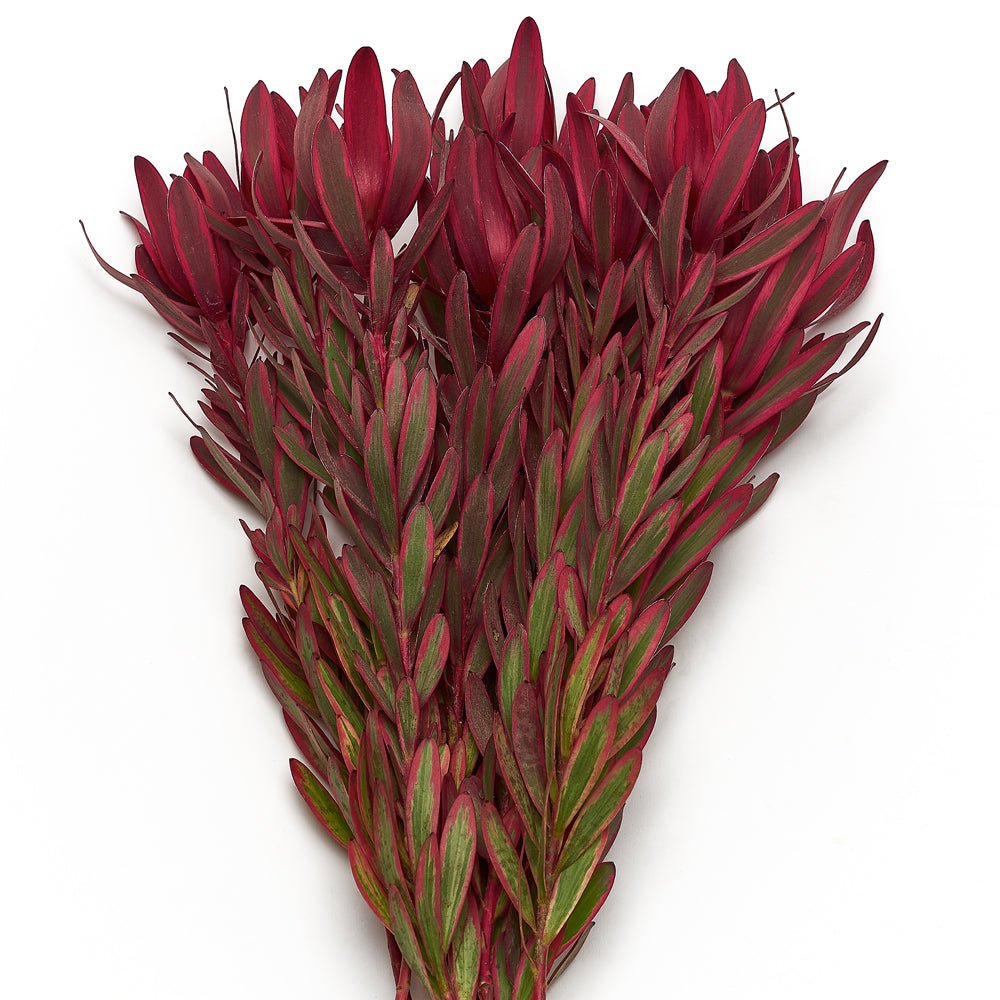 Leucadendron Jester.