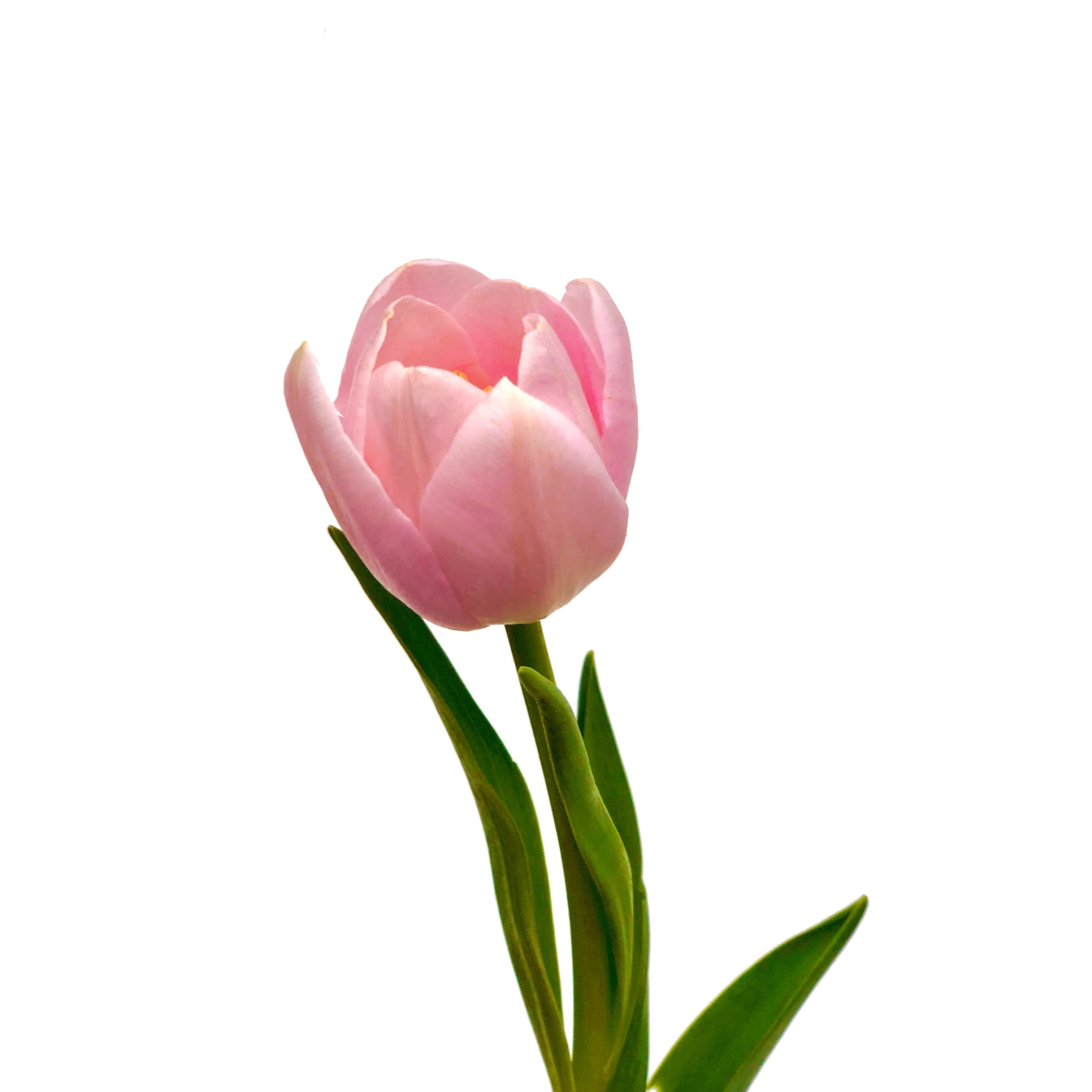 Tulipán Rosado 10 Varas.