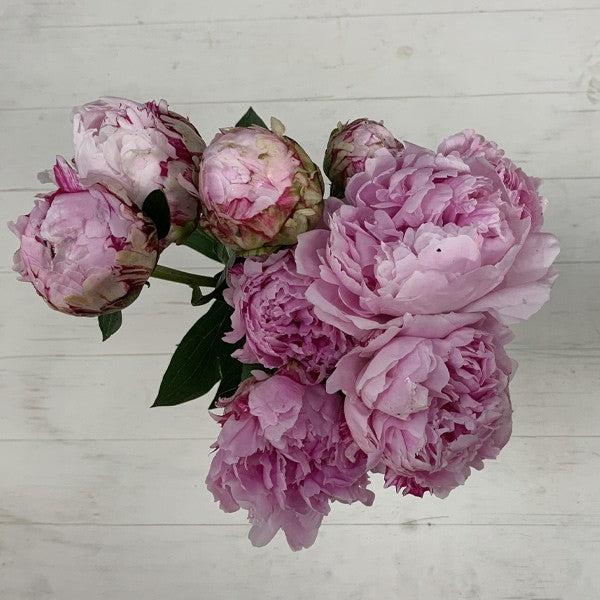 Peonía Rosado 10 Varas