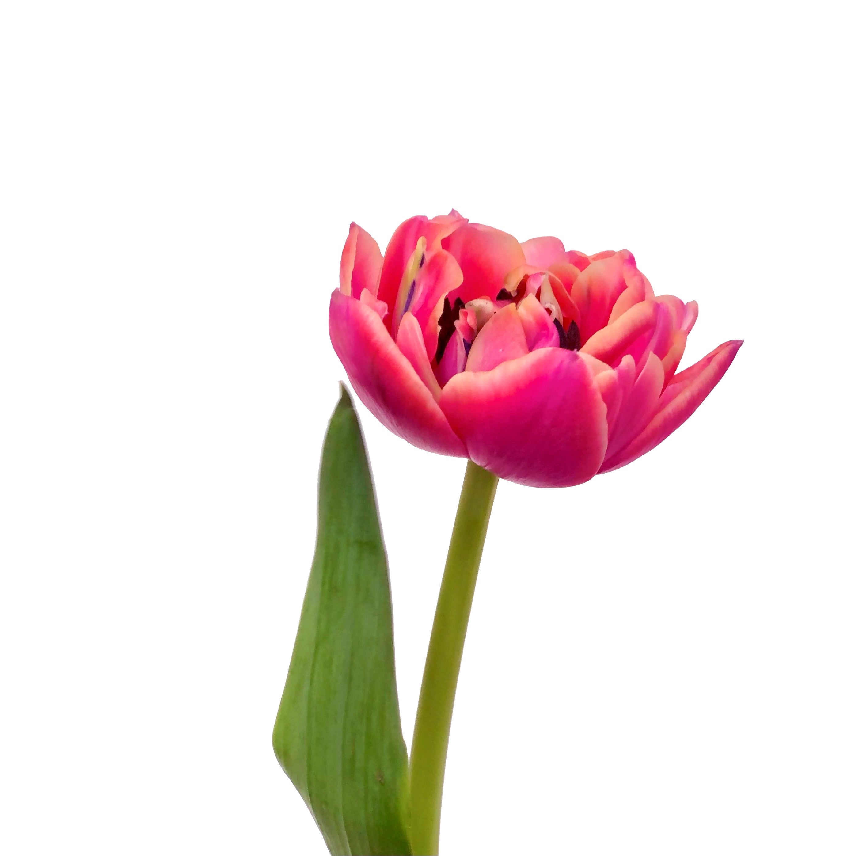 Tulipán Bicolor 10 Varas.