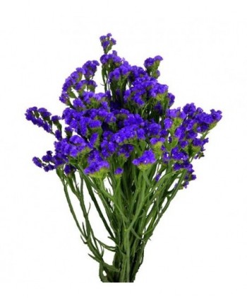 Estatice Morado/Azul.