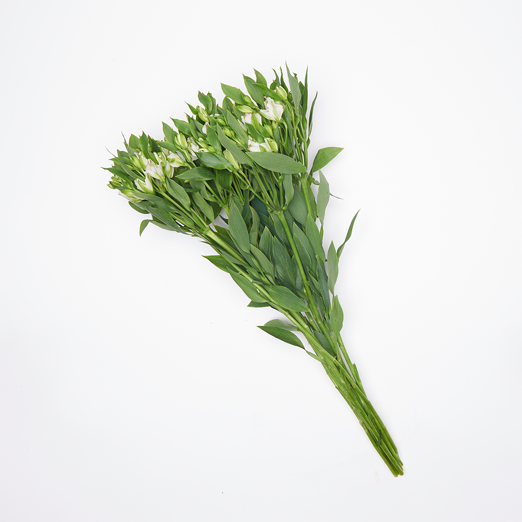 Charmelia Blanca 10 Varas.