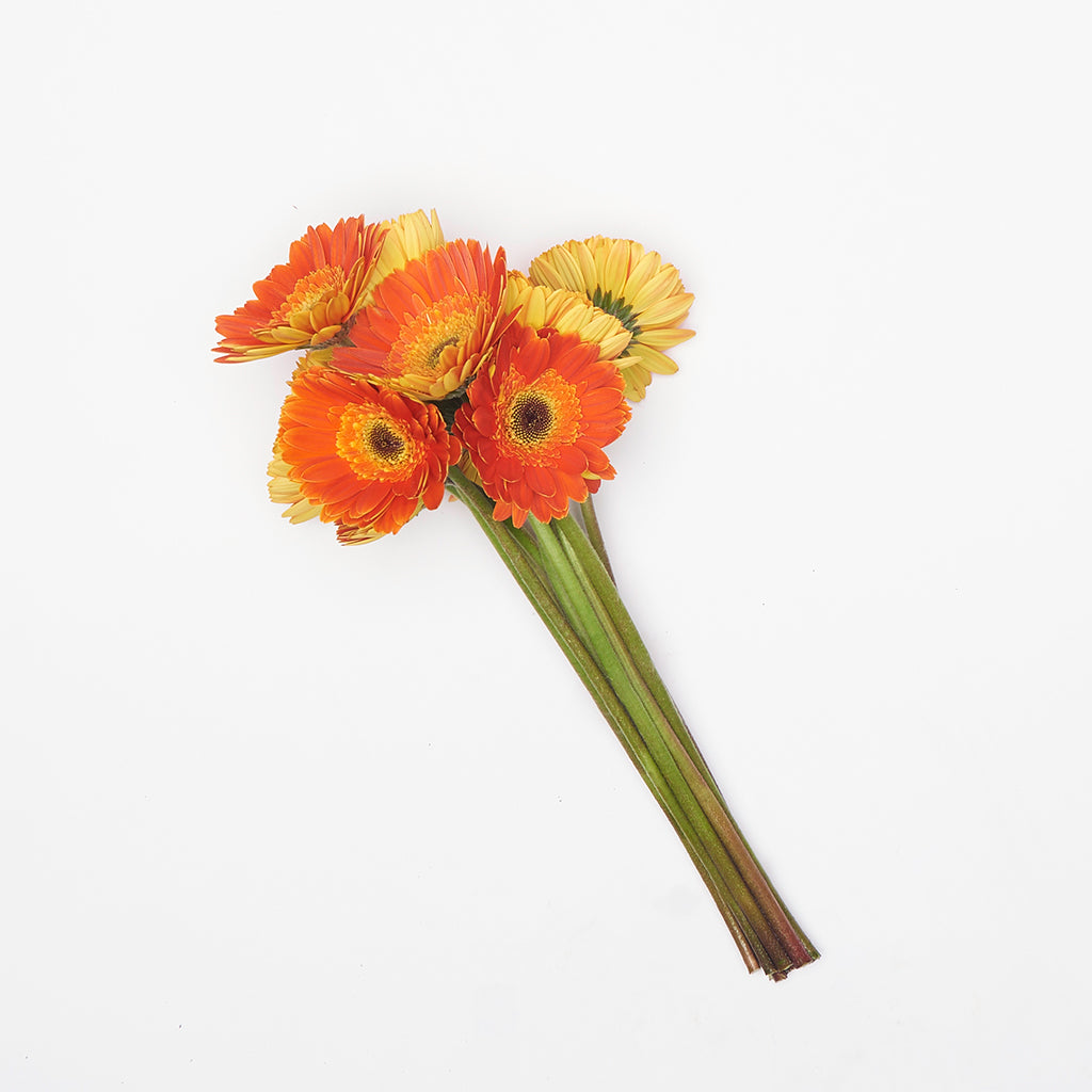 Gerbera Naranjo 10 Varas.