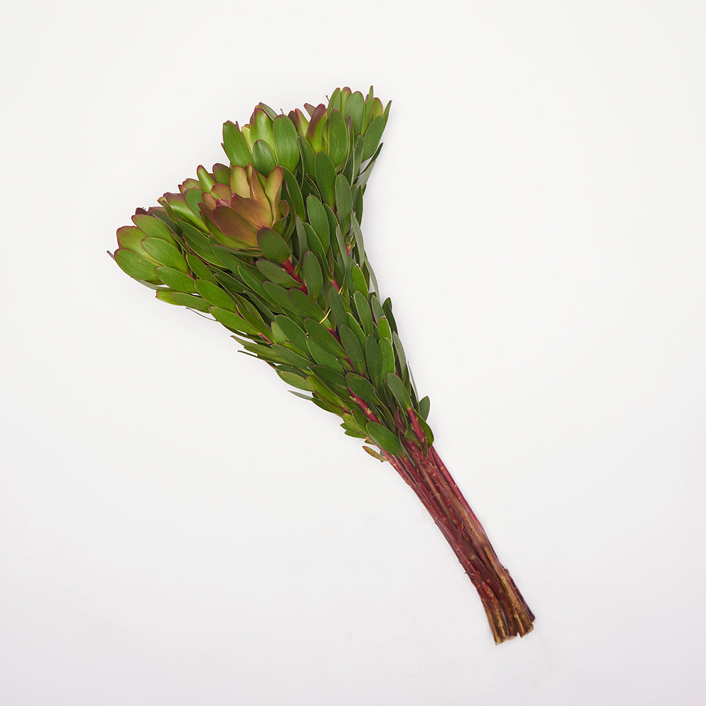 Leucadendron Globet.