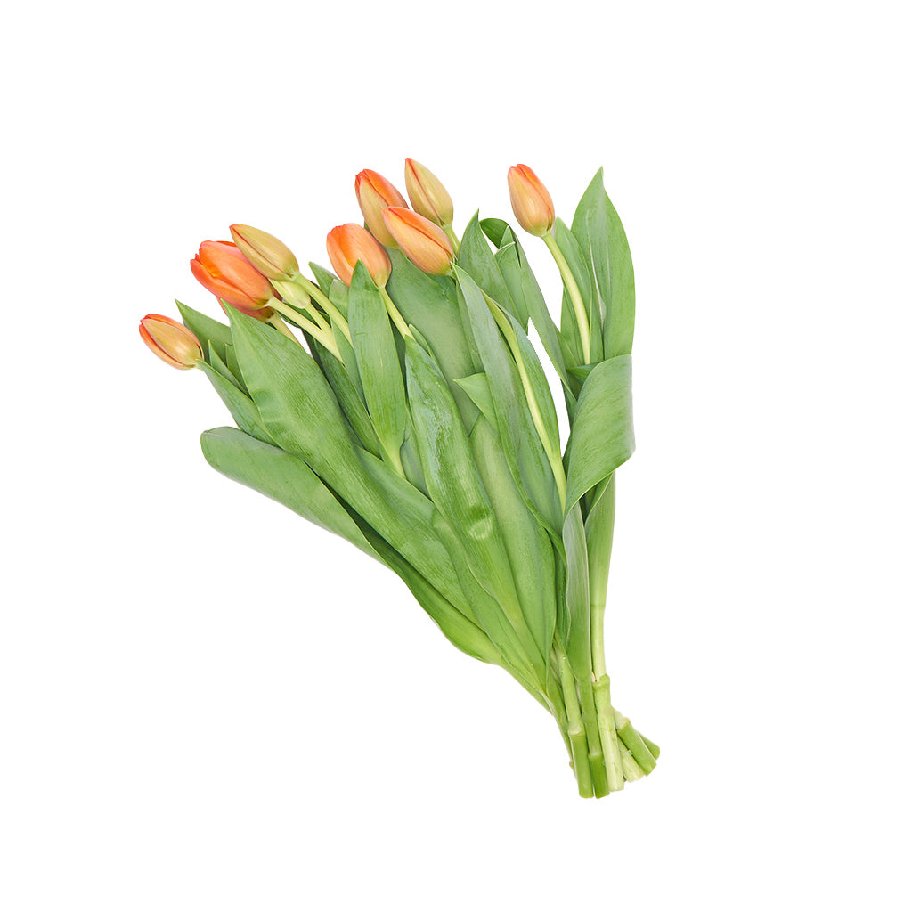 Tulipán Naranjo 10 Varas.