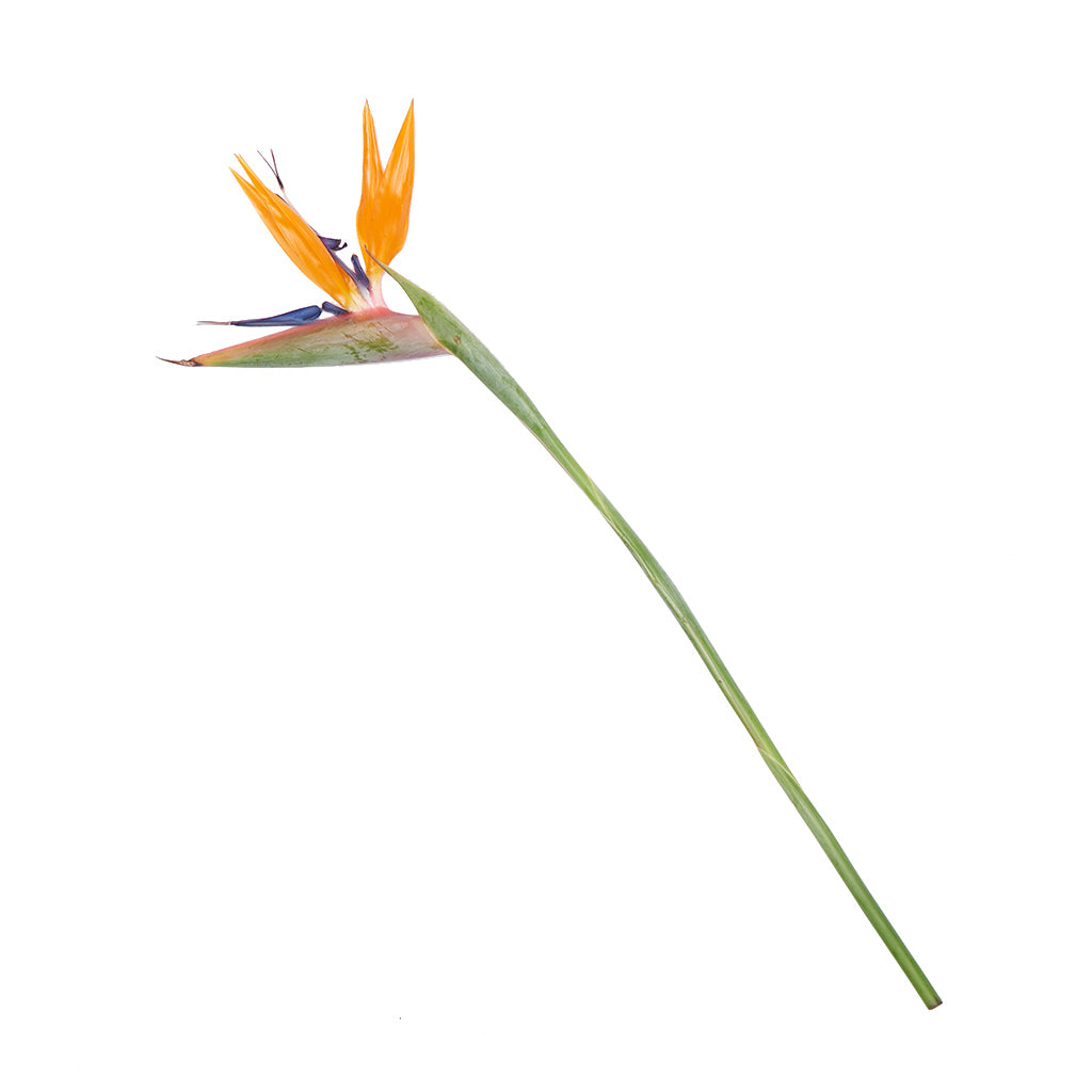 Strelitzia Naranjo.