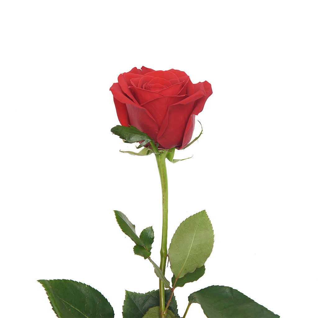 Rosa Roja 12 Varas.
