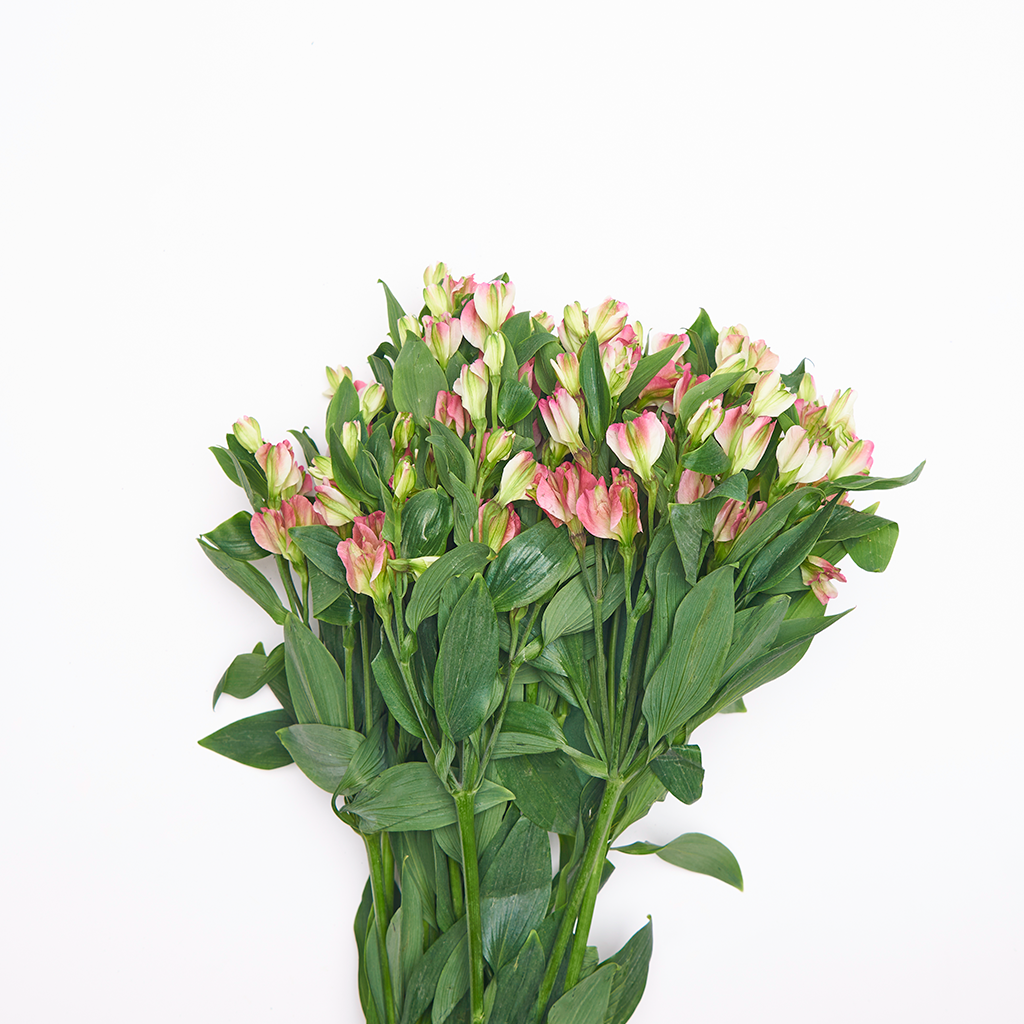 Charmelia Fucsia 10 Varas.