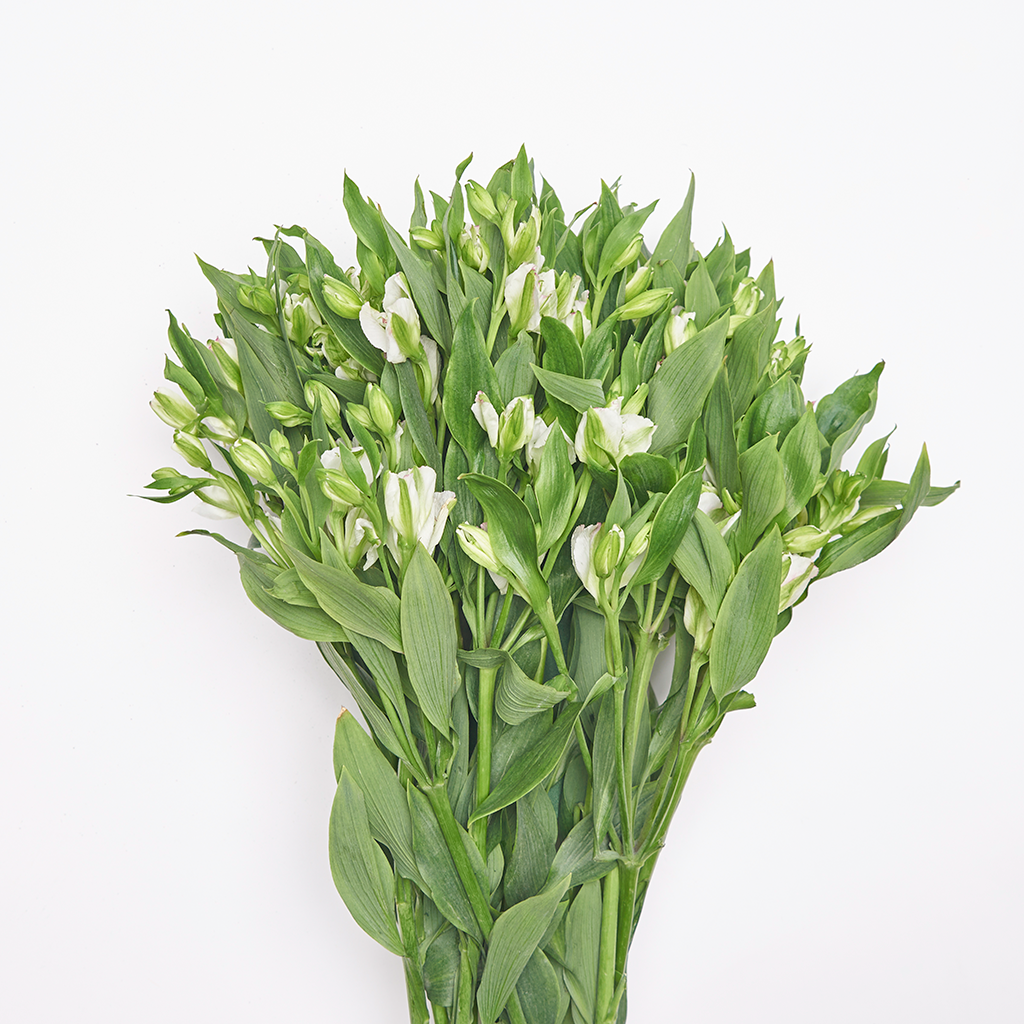 Charmelia Blanca 8 Varas.