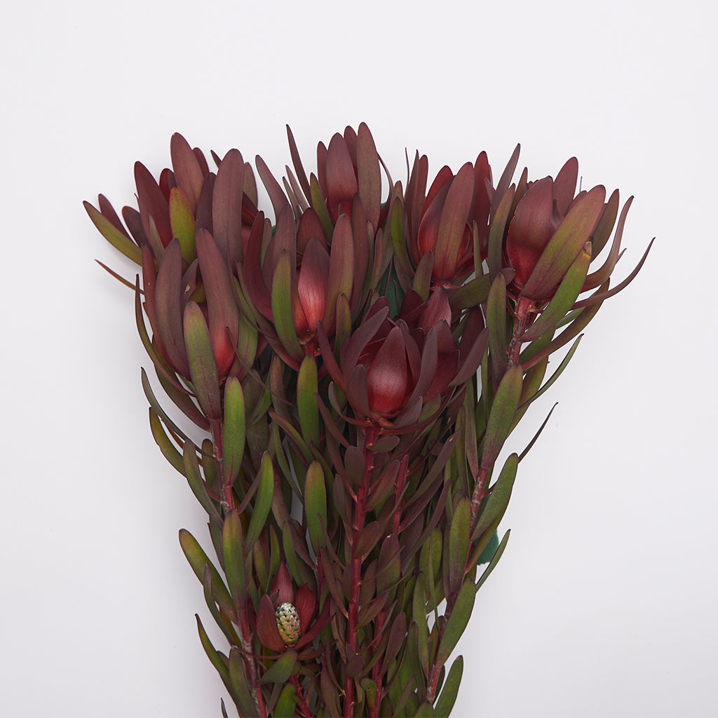 Leucadendron Safari.